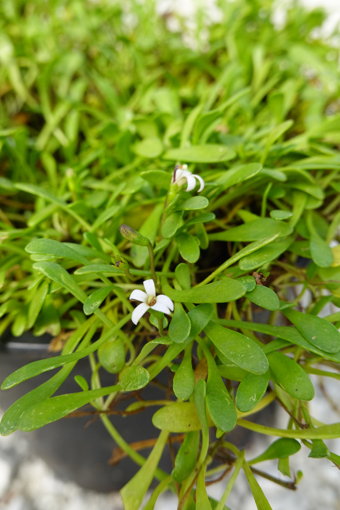 Selliera radicans