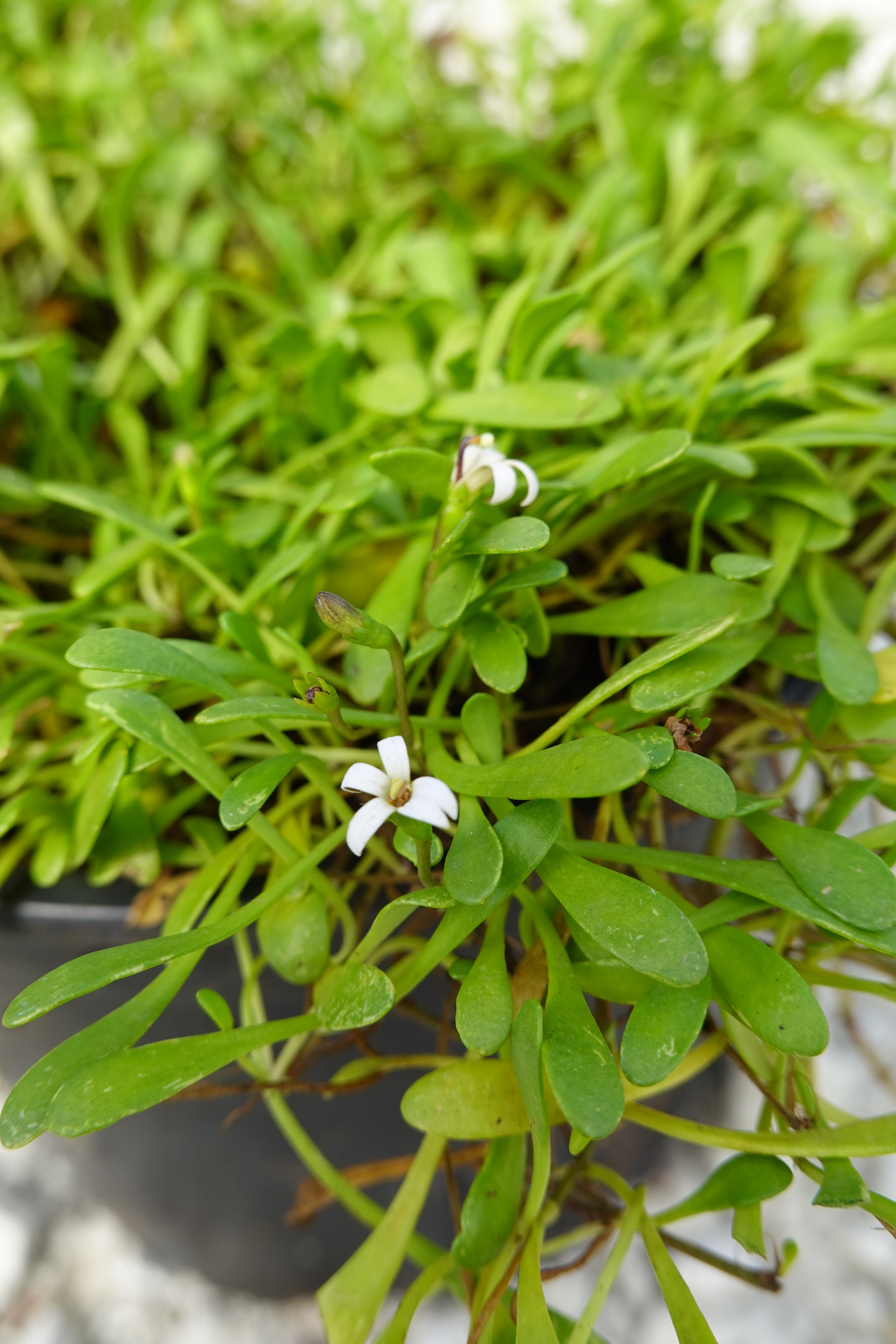 Selliera radicans