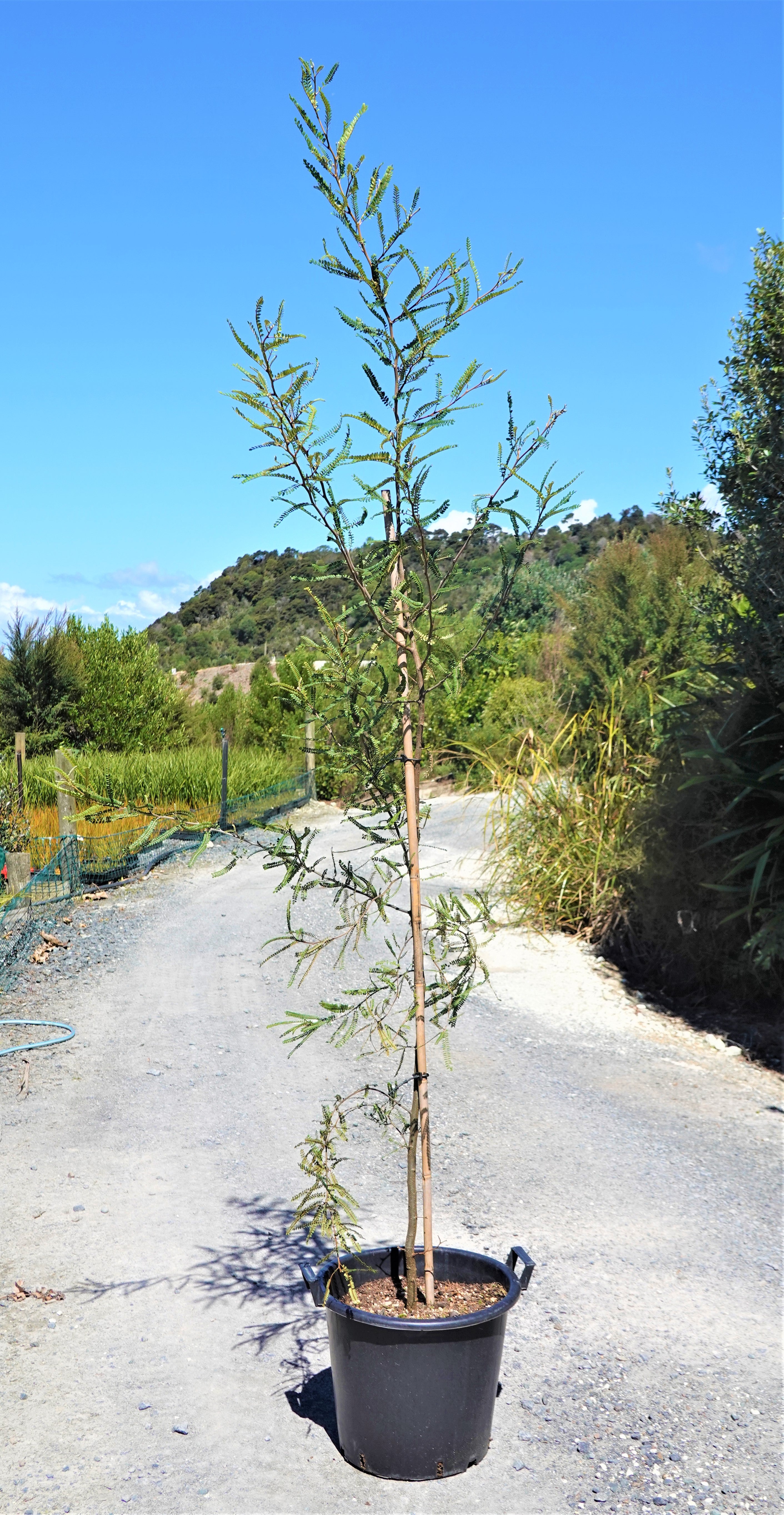 Kōwhai, Sophora chathamica