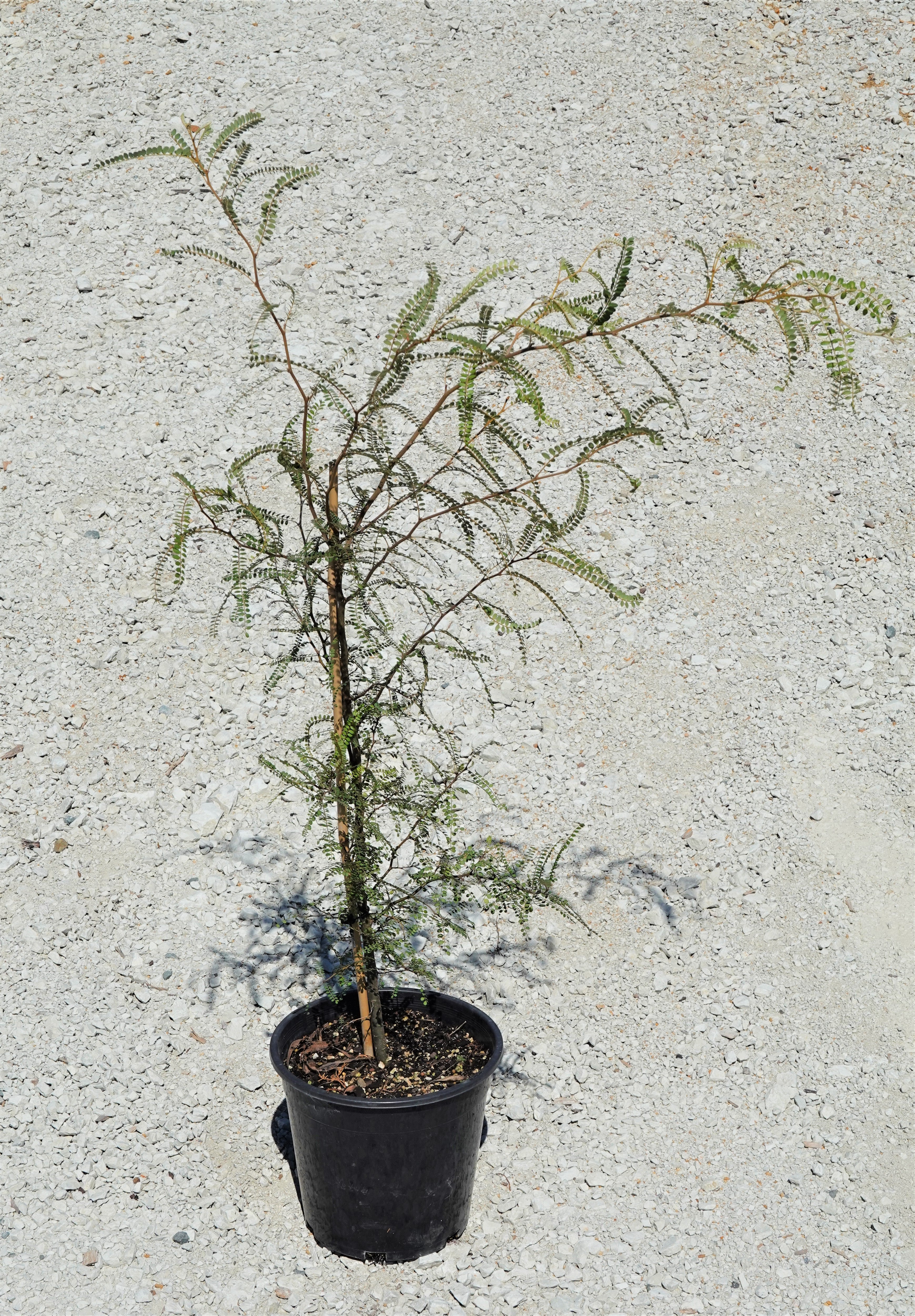 Kōwhai, Sophora chathamica
