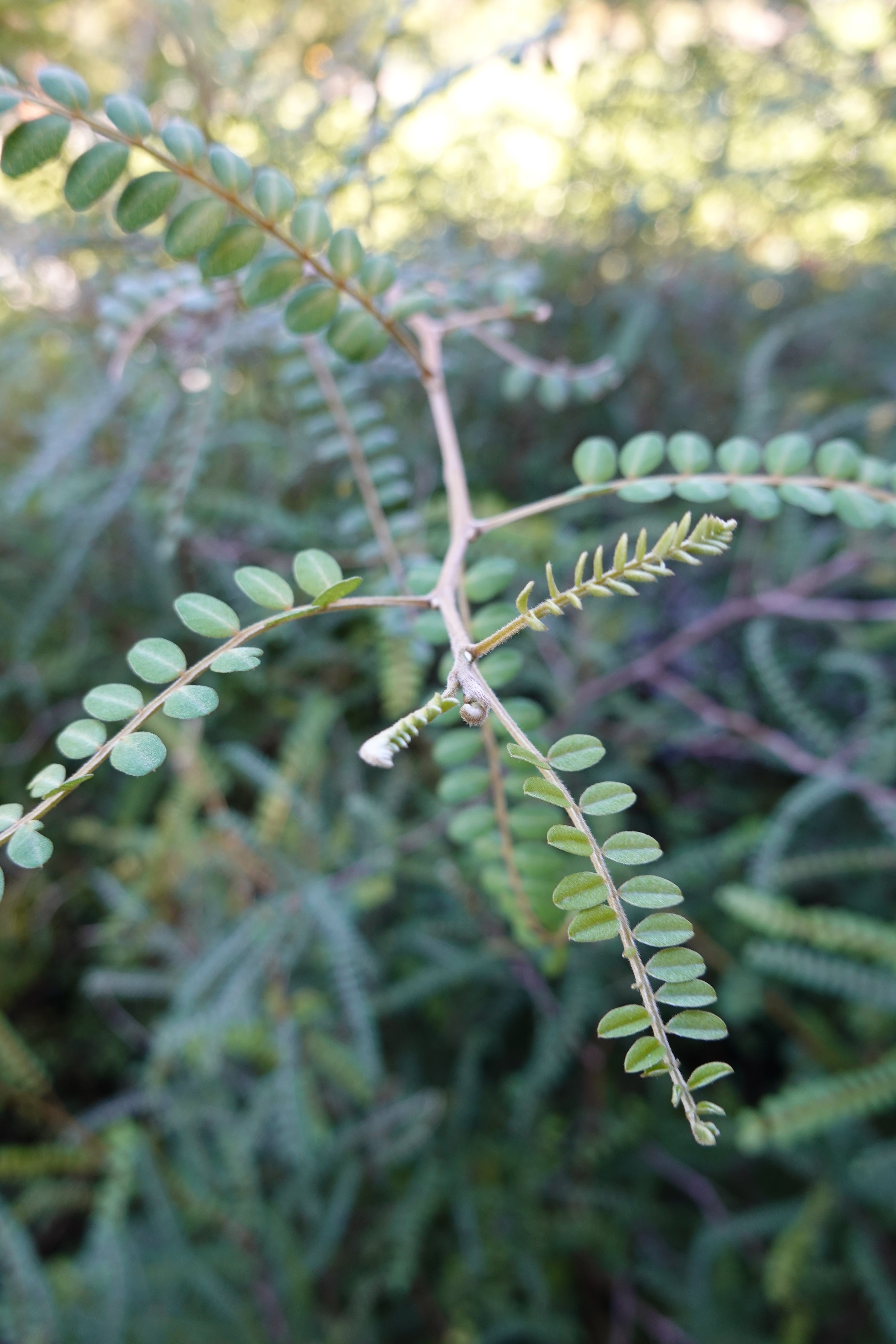 Kōwhai, Sophora chathamica