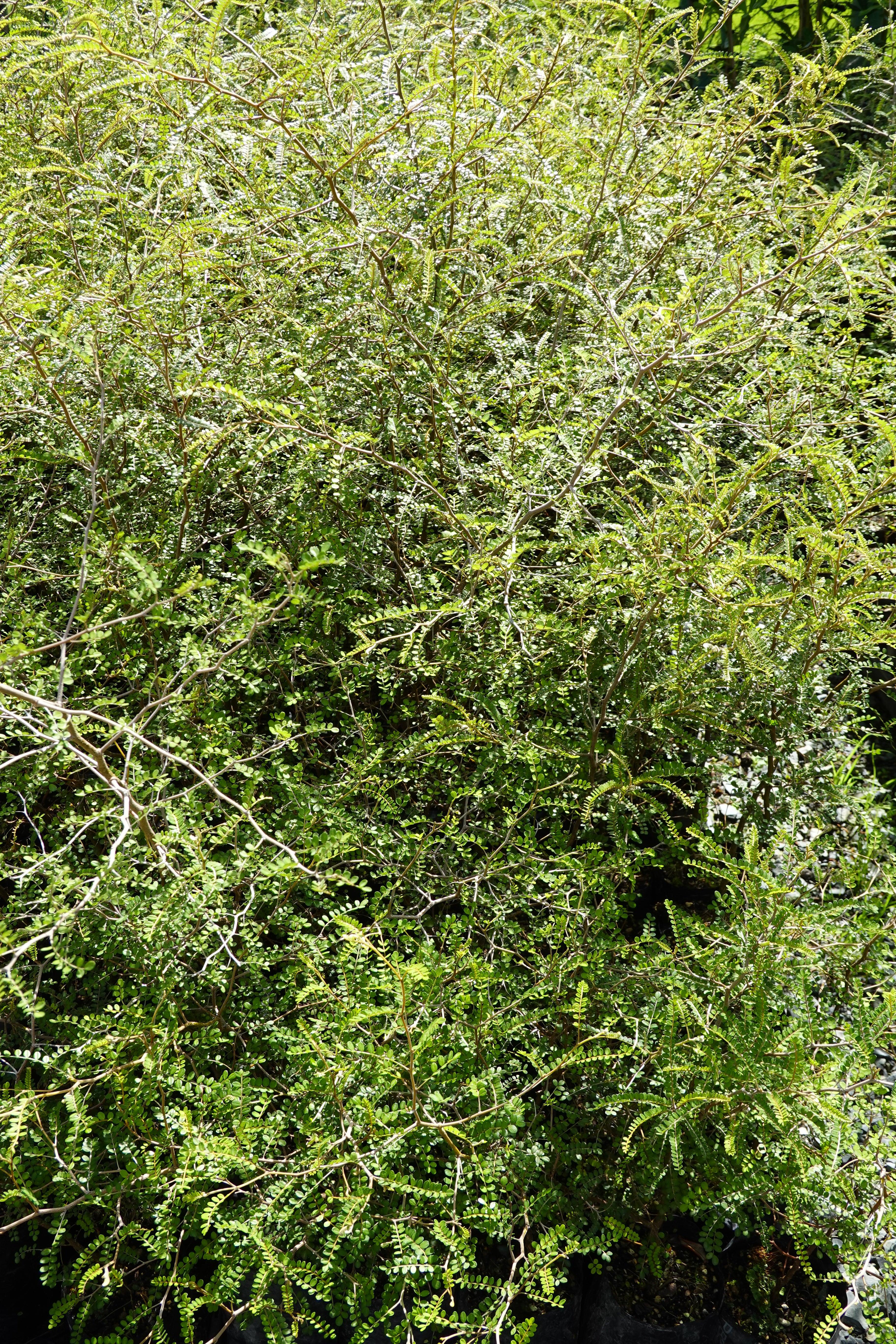 Kōwhai, Sophora chathamica