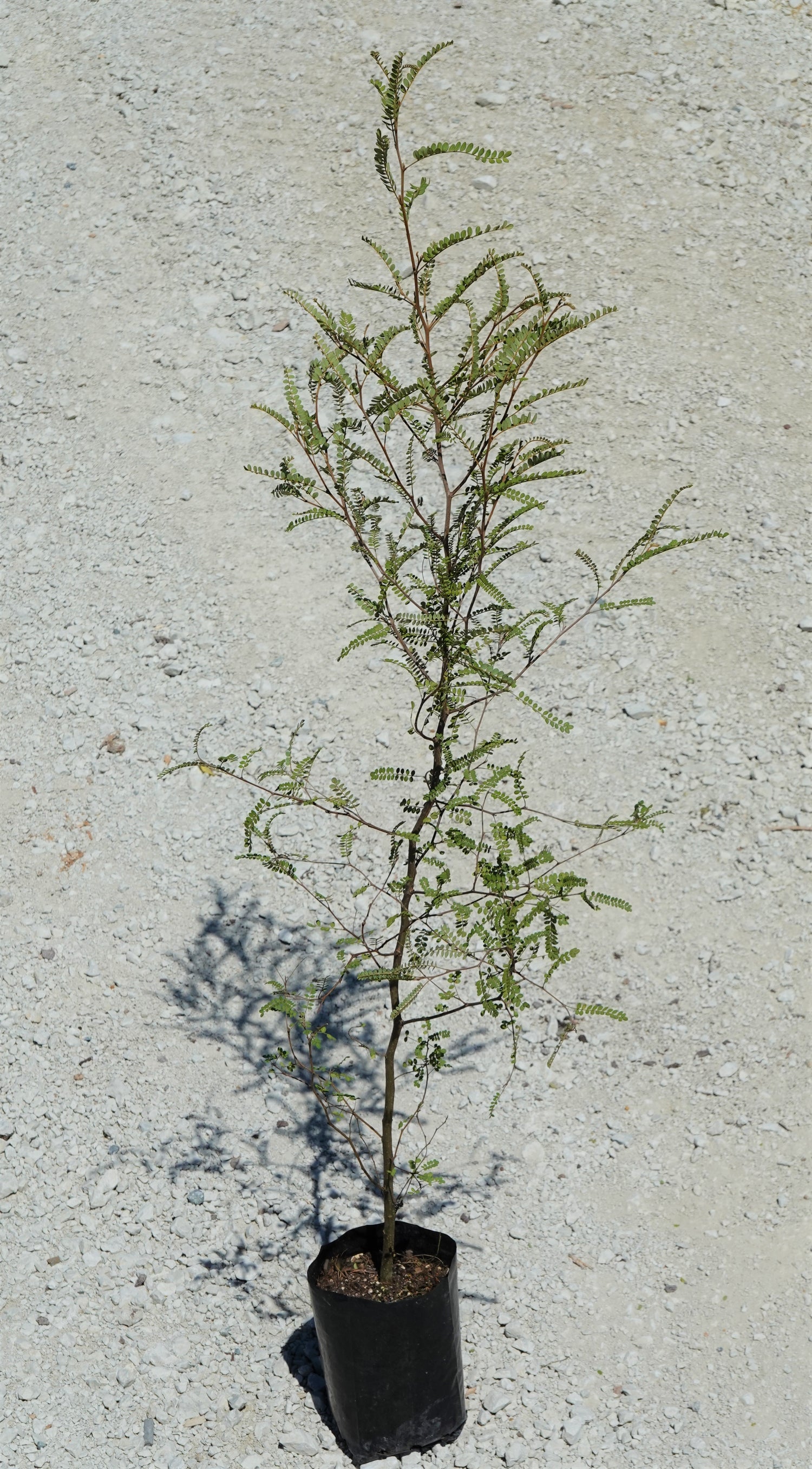 Kōwhai, Sophora chathamica