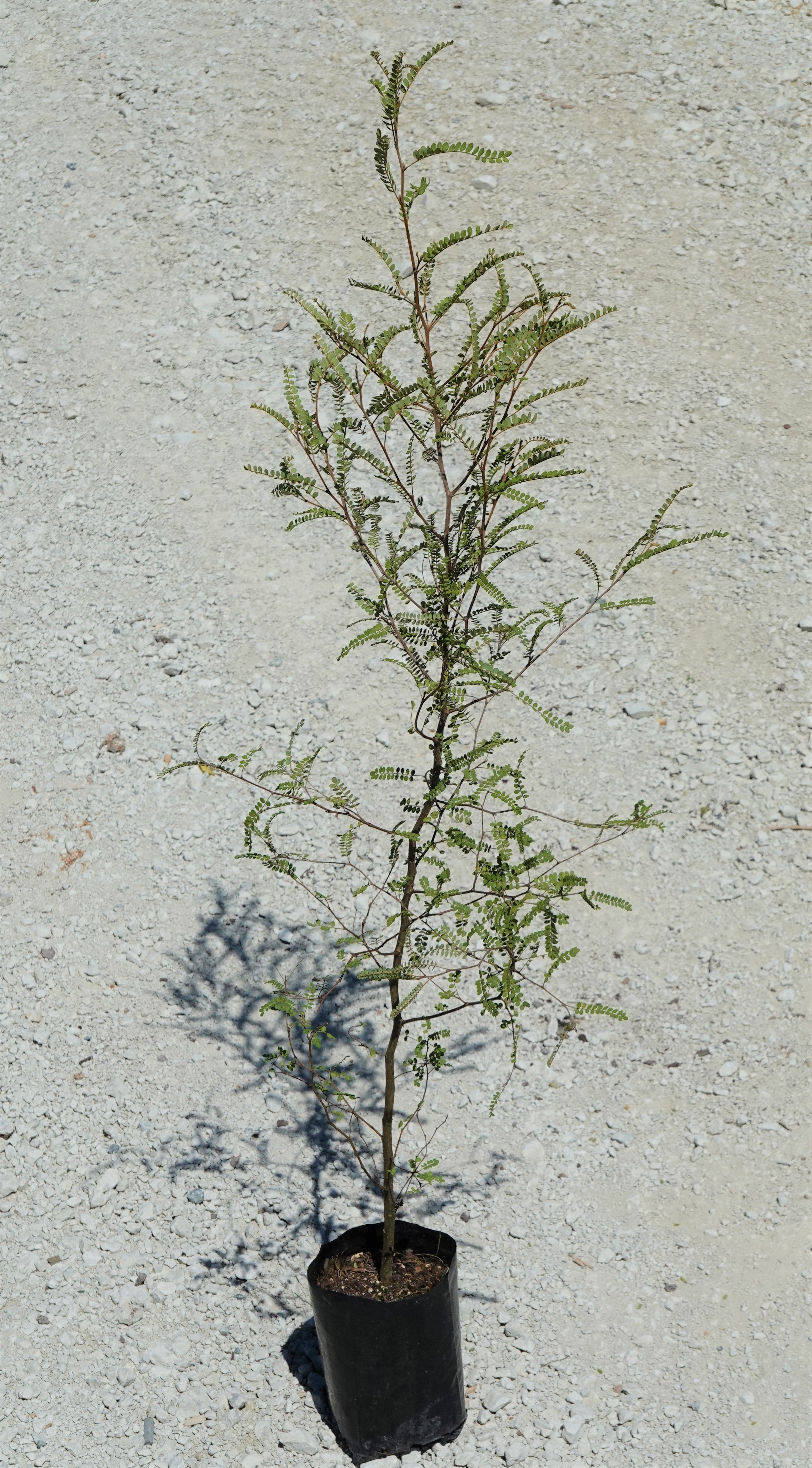 Kōwhai, Sophora chathamica