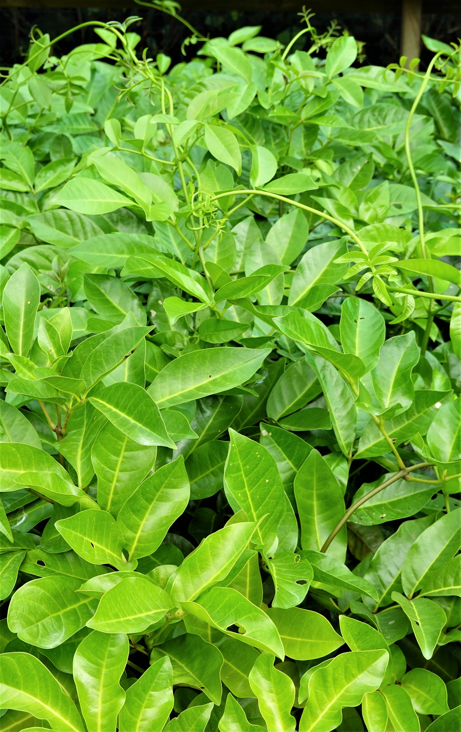 Akapukaea, Three Kings Vine, Tecomanthe speciosa