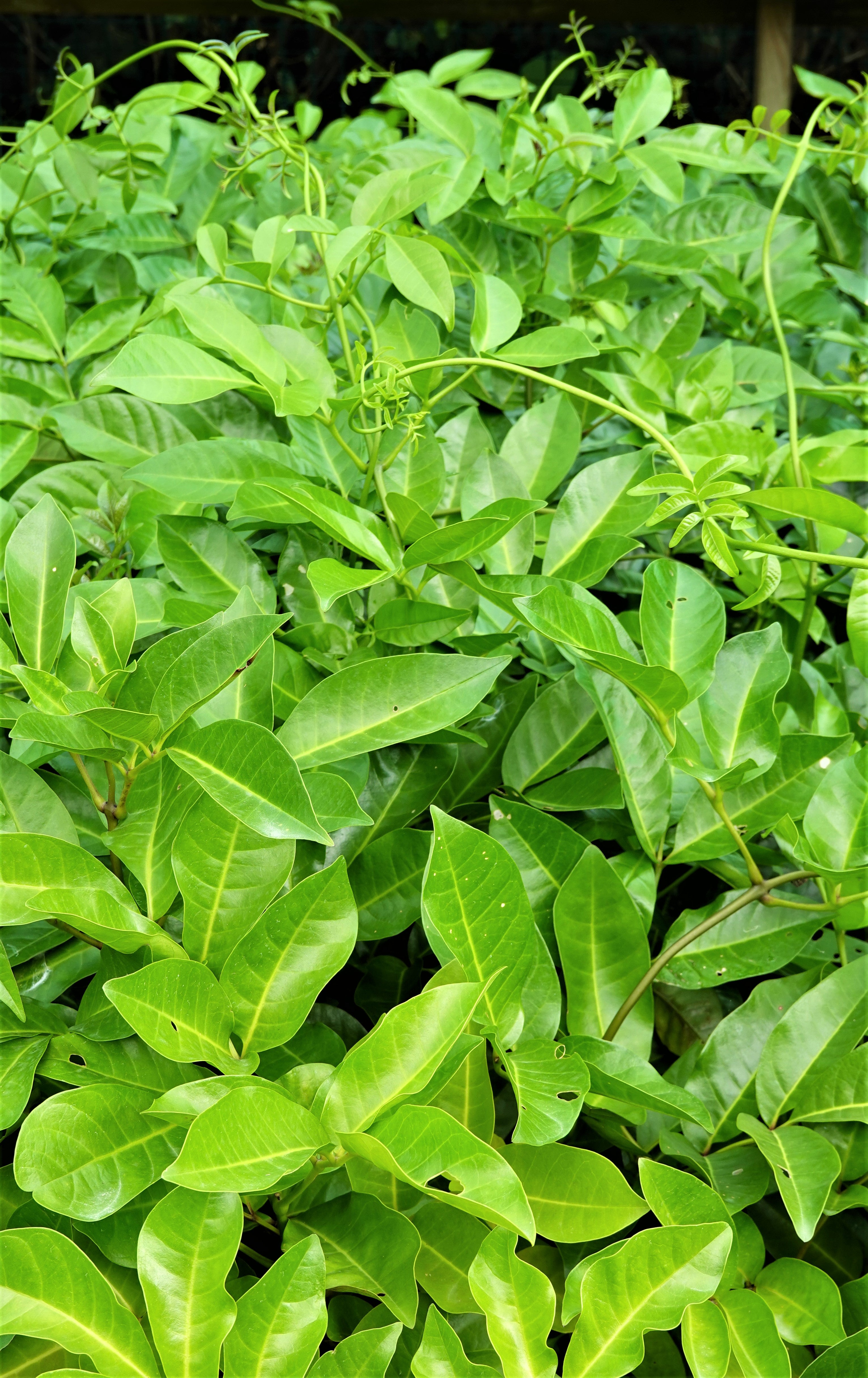 Akapukaea, Three Kings Vine, Tecomanthe speciosa