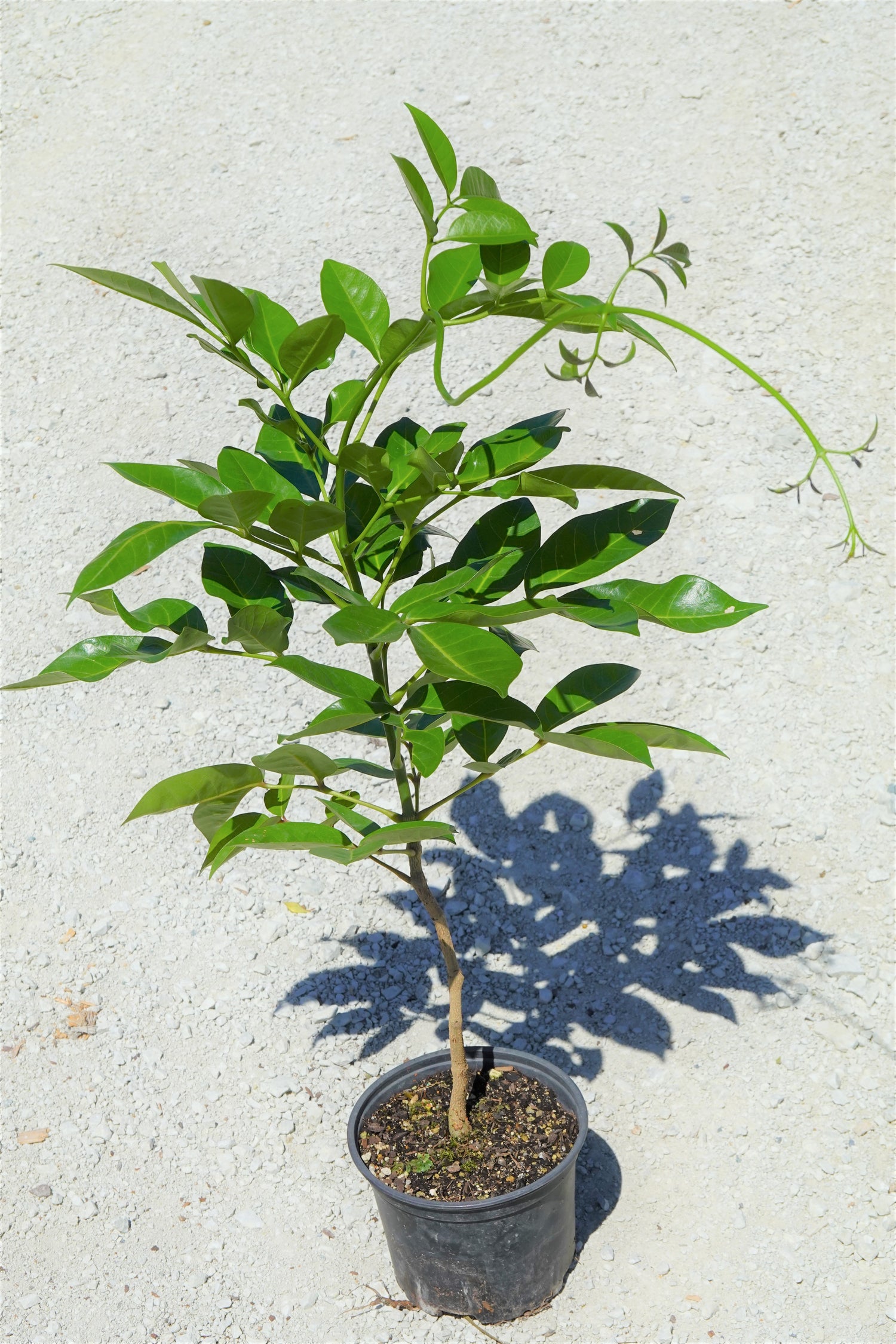 Akapukaea, Three Kings Vine, Tecomanthe speciosa