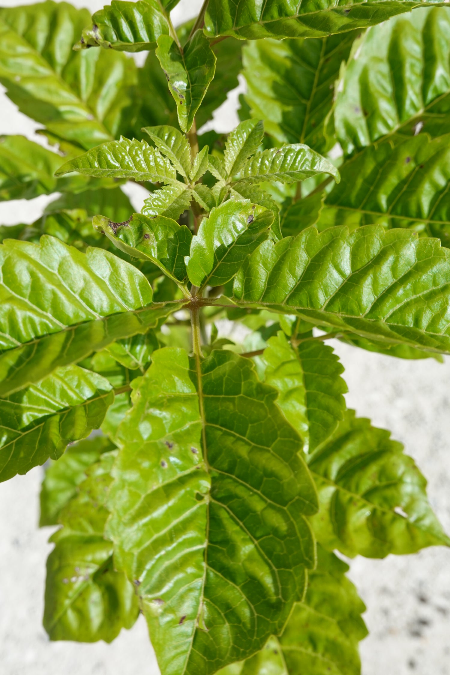 Pūriri, Vitex lucens