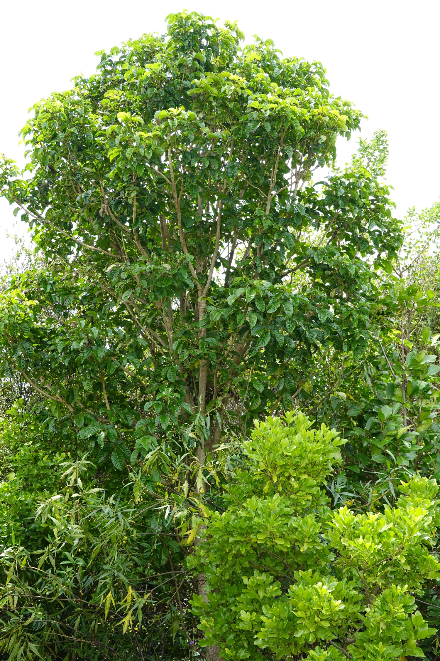 Pūriri, Vitex lucens