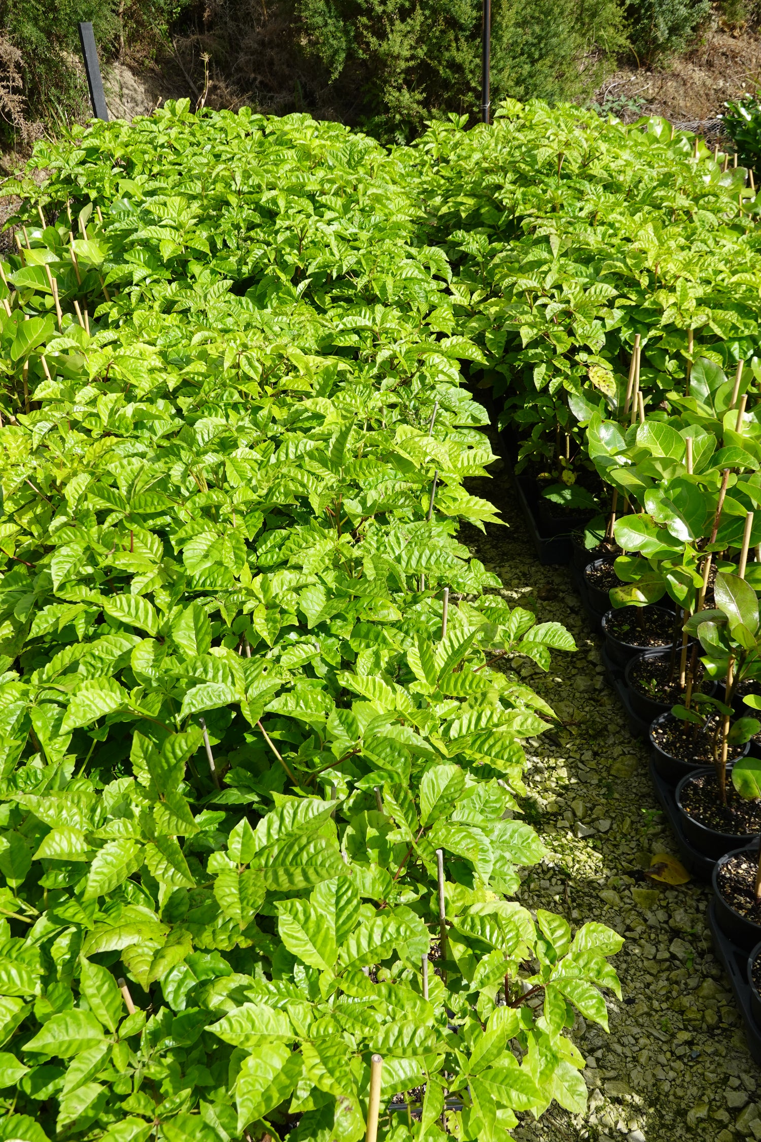 Pūriri, Vitex lucens