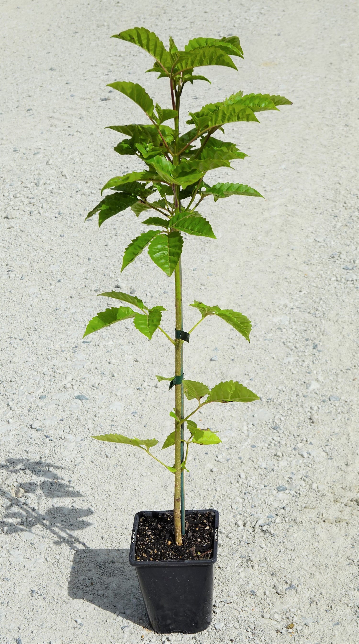 Pūriri, Vitex lucens