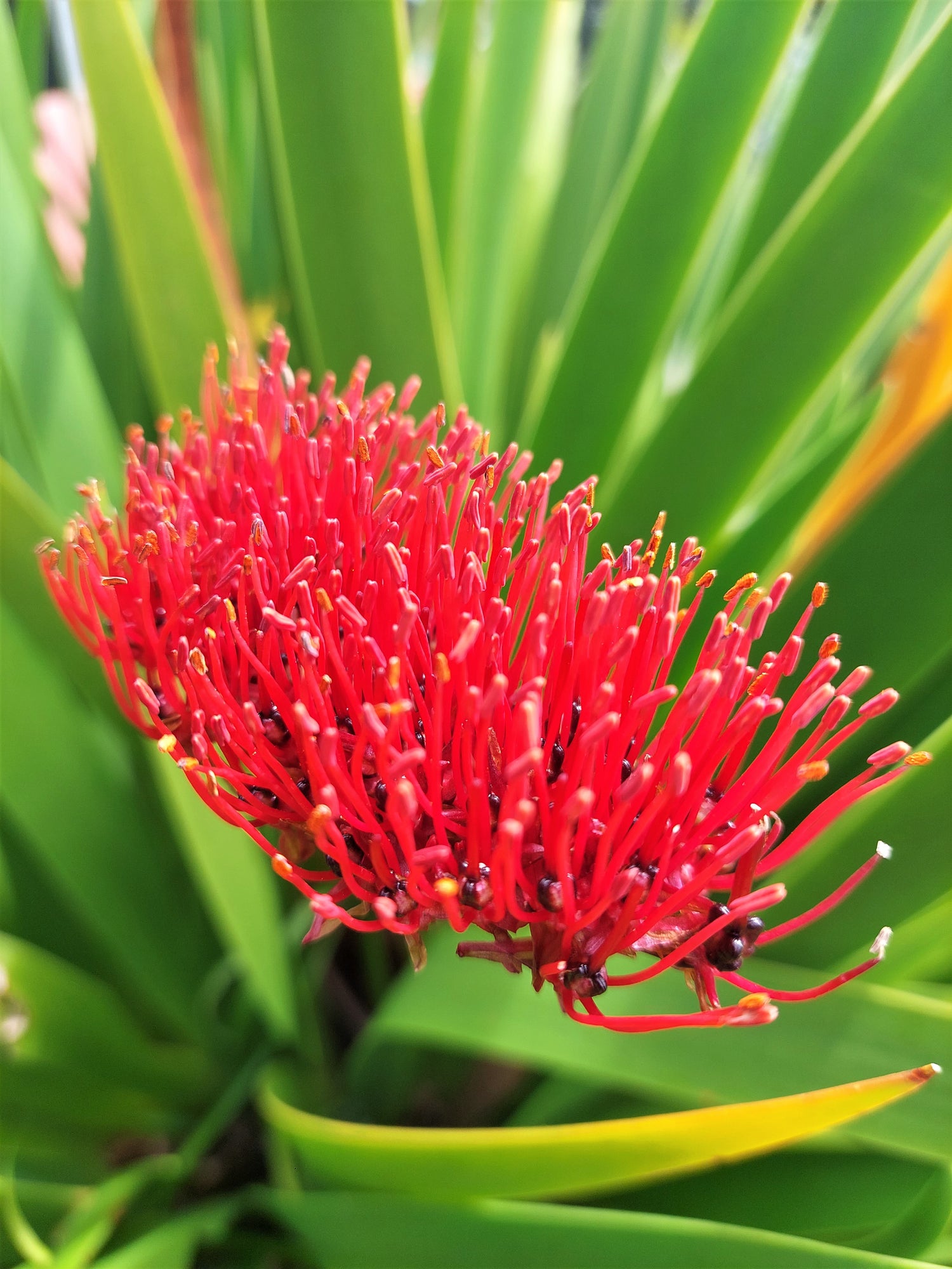 Poor Knights Lily, Xeronema callistemon