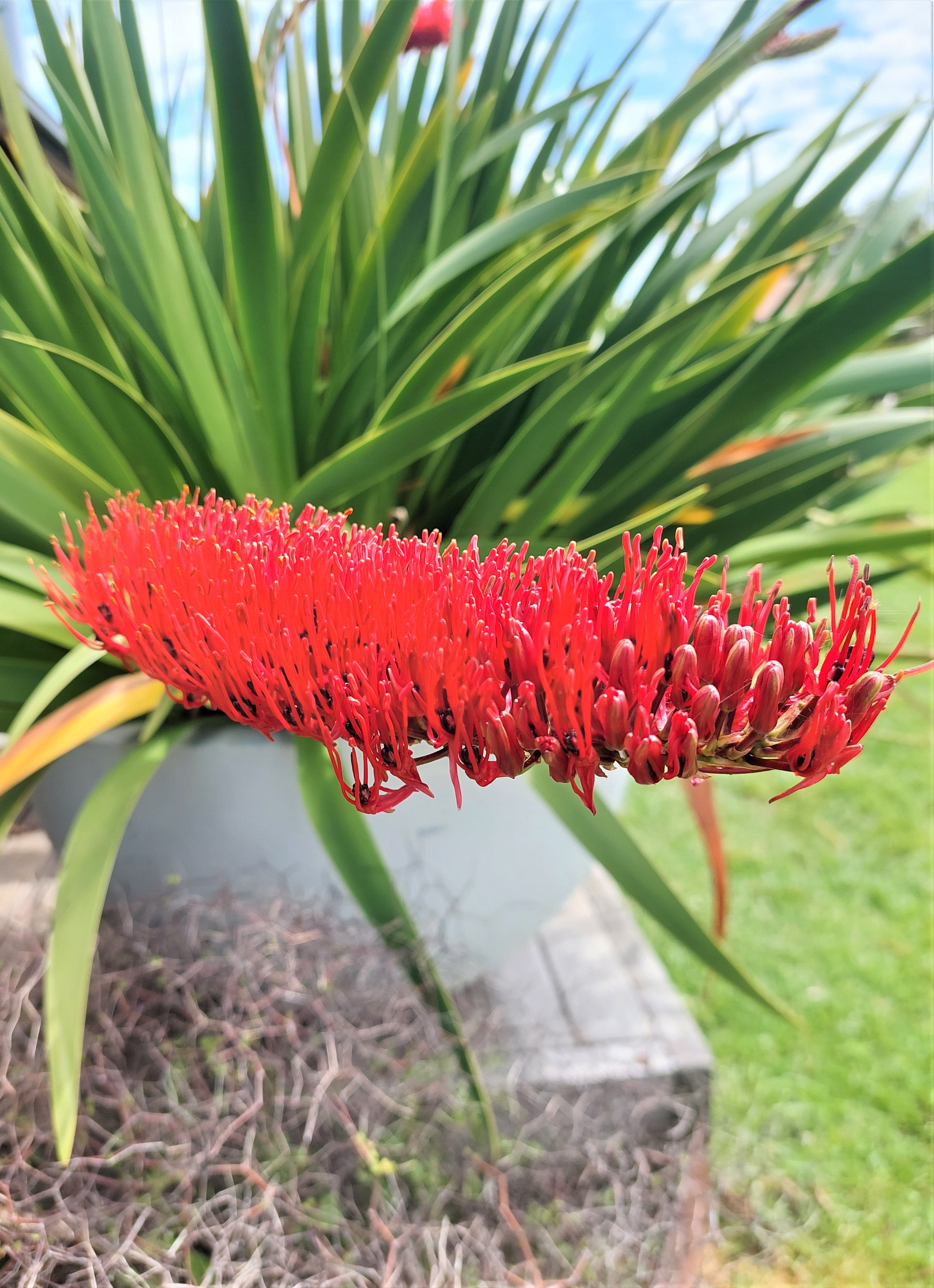 Poor Knights Lily, Xeronema callistemon