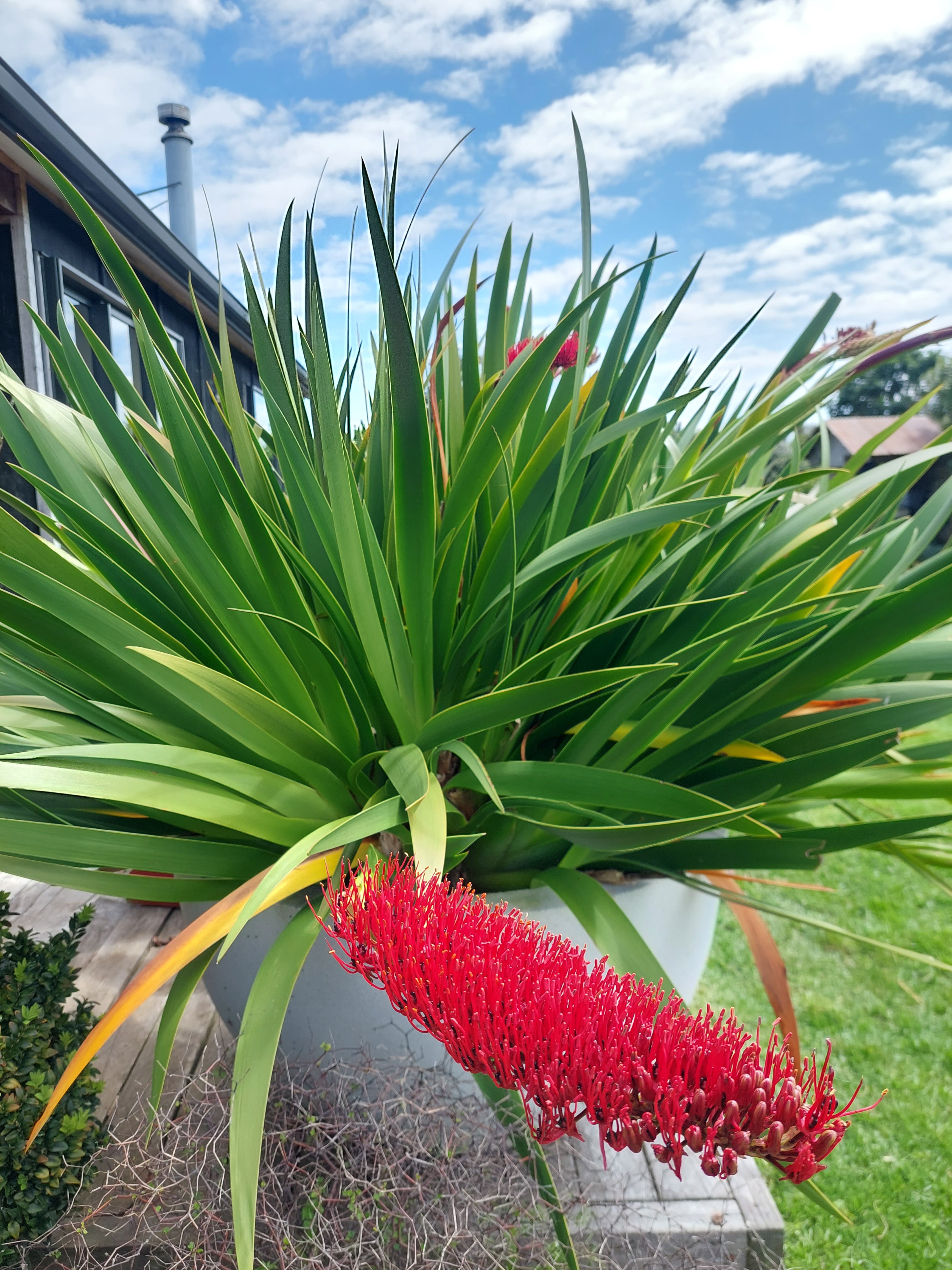 Poor Knights Lily, Xeronema callistemon