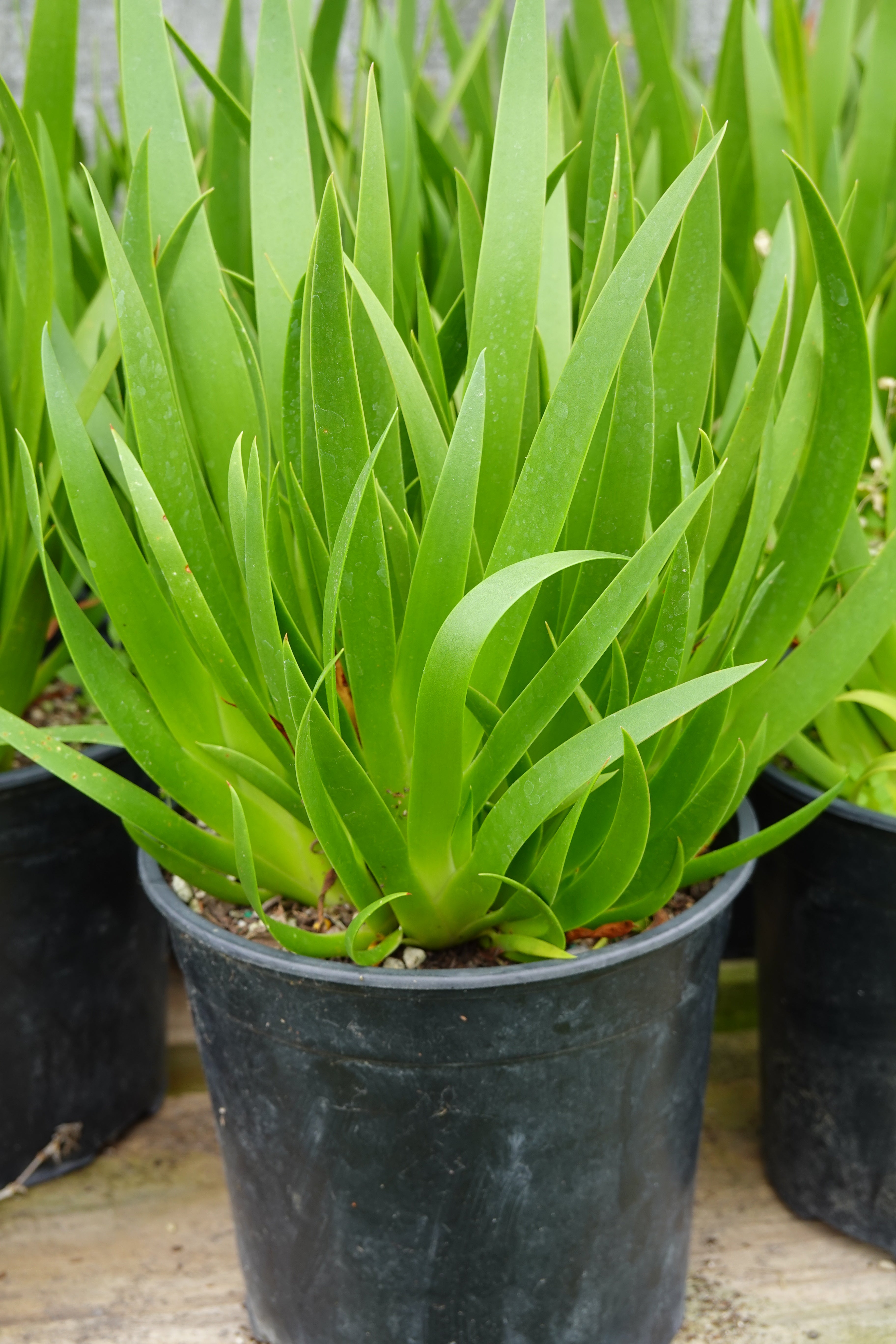 Poor Knights Lily, Xeronema callistemon