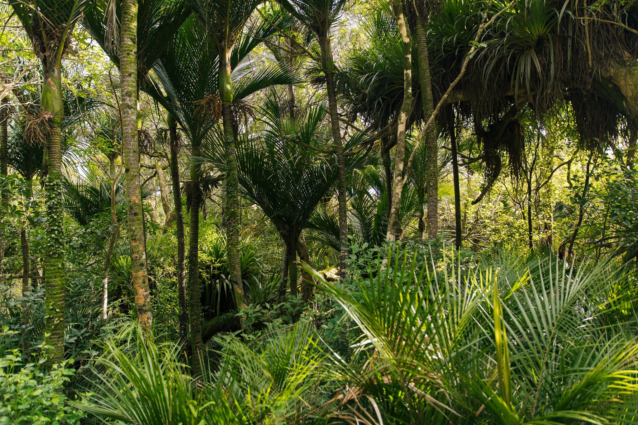 Big Native Trees for Your Garden - Mangawhai Natives – Page 2