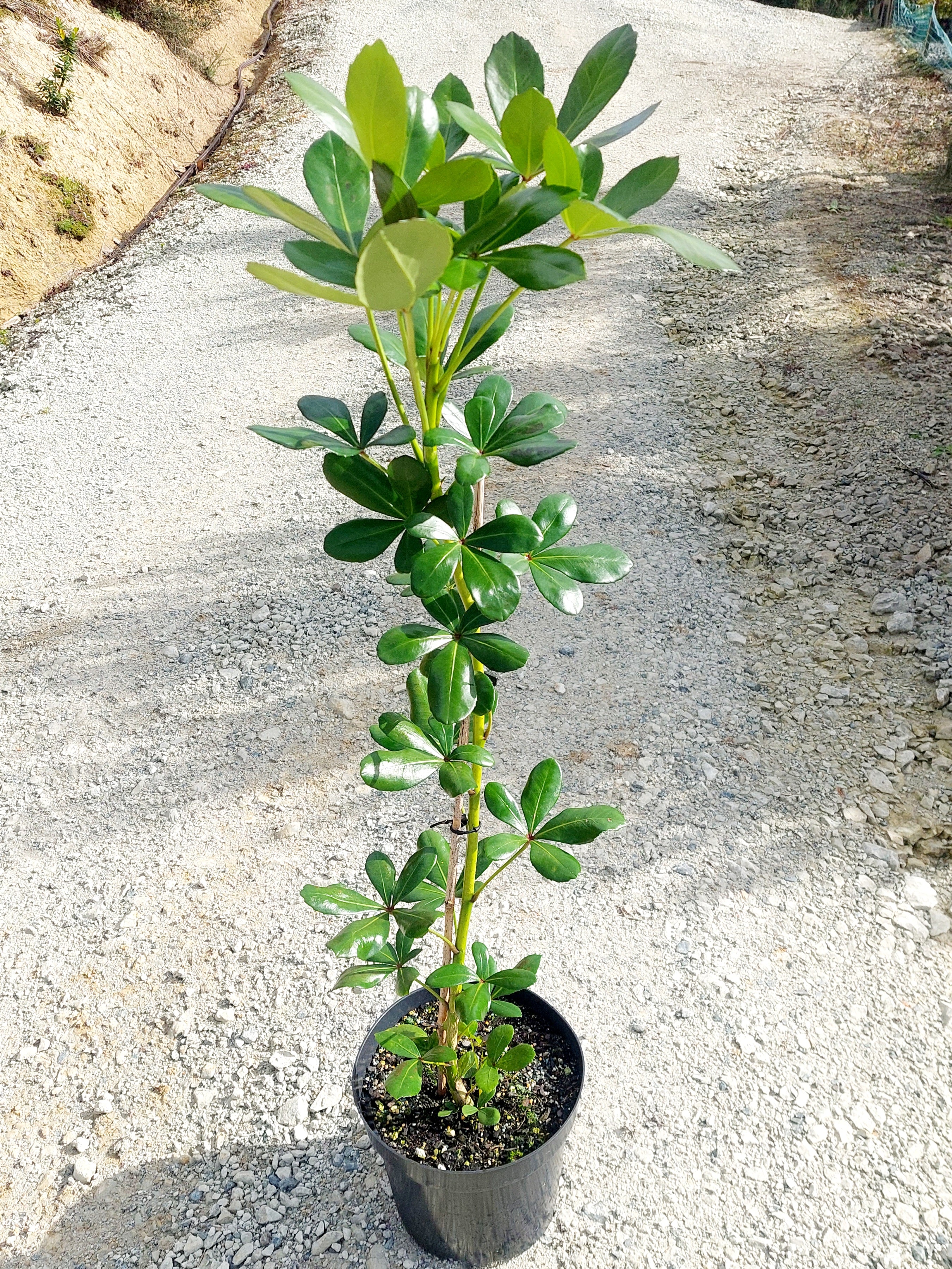 Houpara, Coastal Five Finger, Pseudopanax lessonii