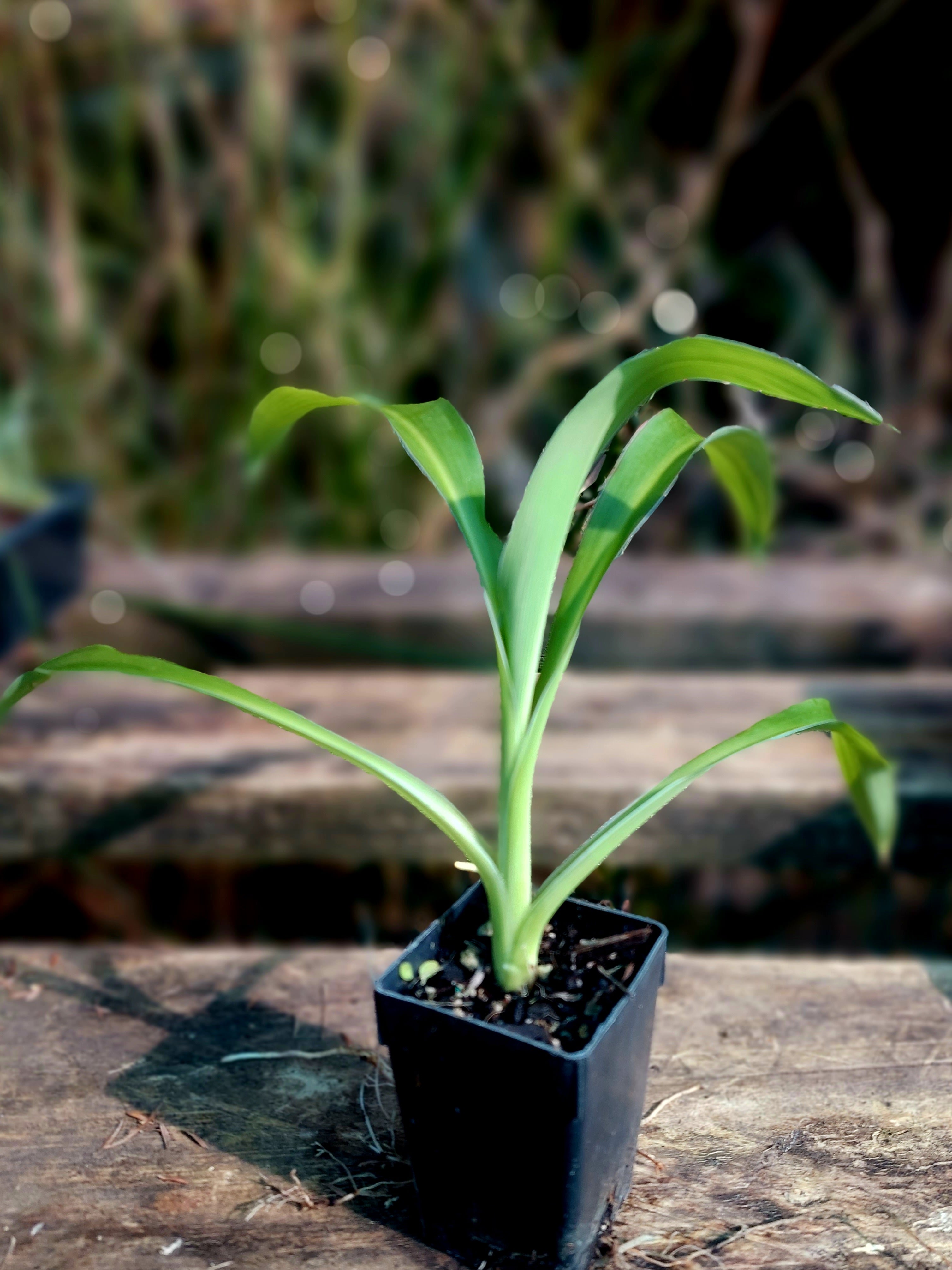 Rengarenga Lily, Arthropodium cirratum