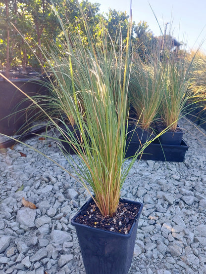 Wī, Silver Tussock, Poa cita