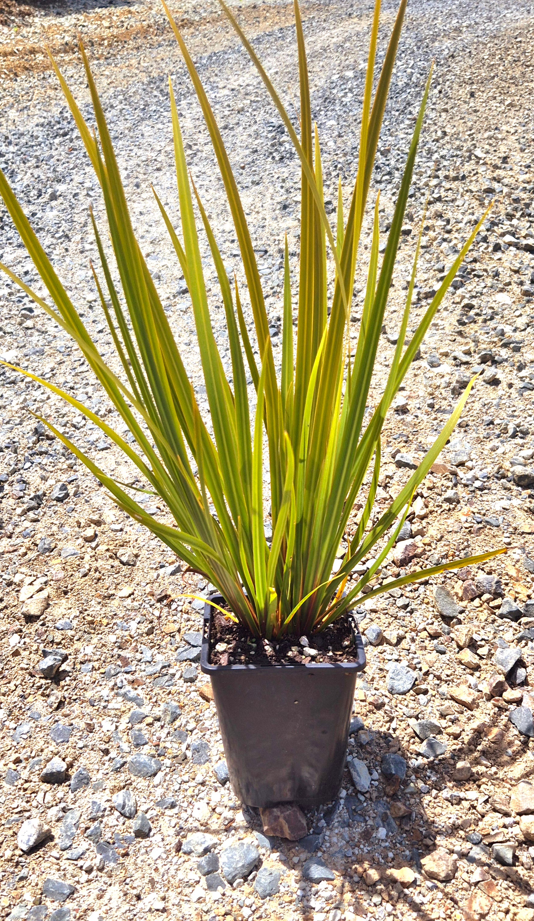 Libertia ixioides, NZ Iris, Tukauki