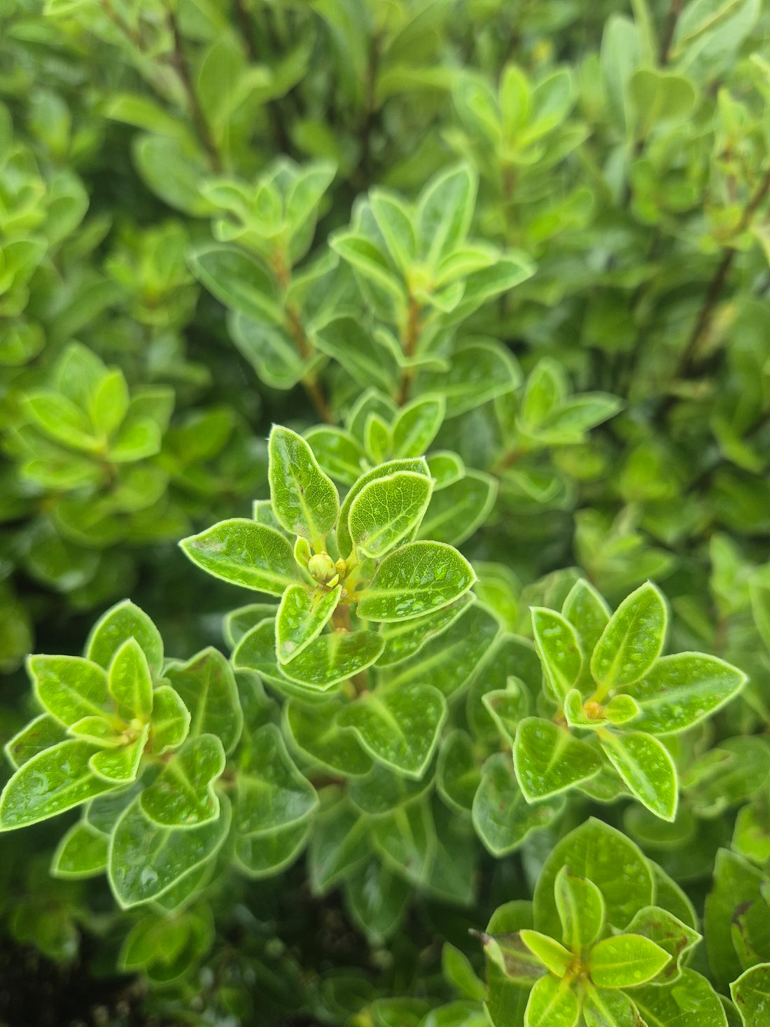 Pittosporum Stephens Island