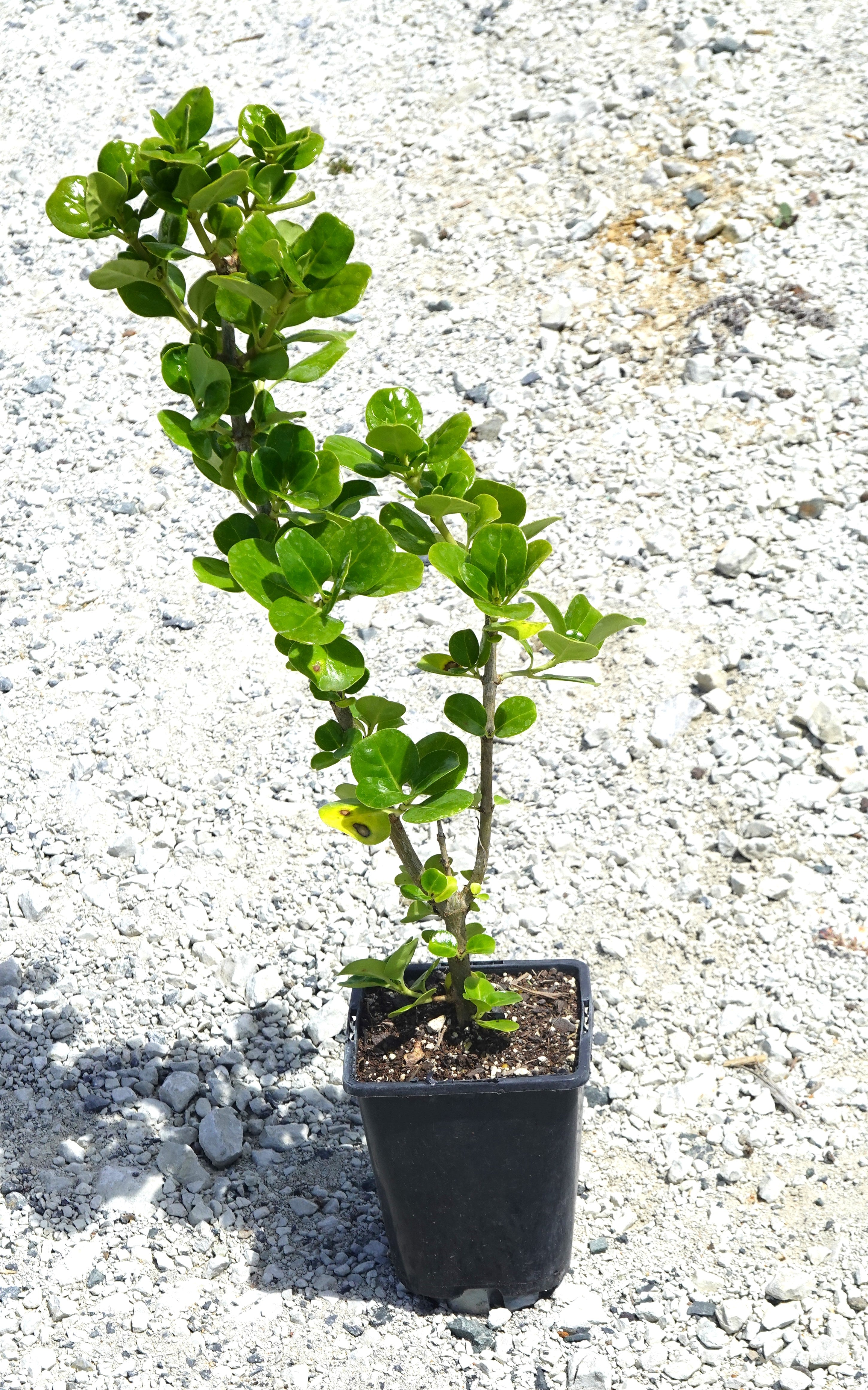 Taupata, Coprosma repens