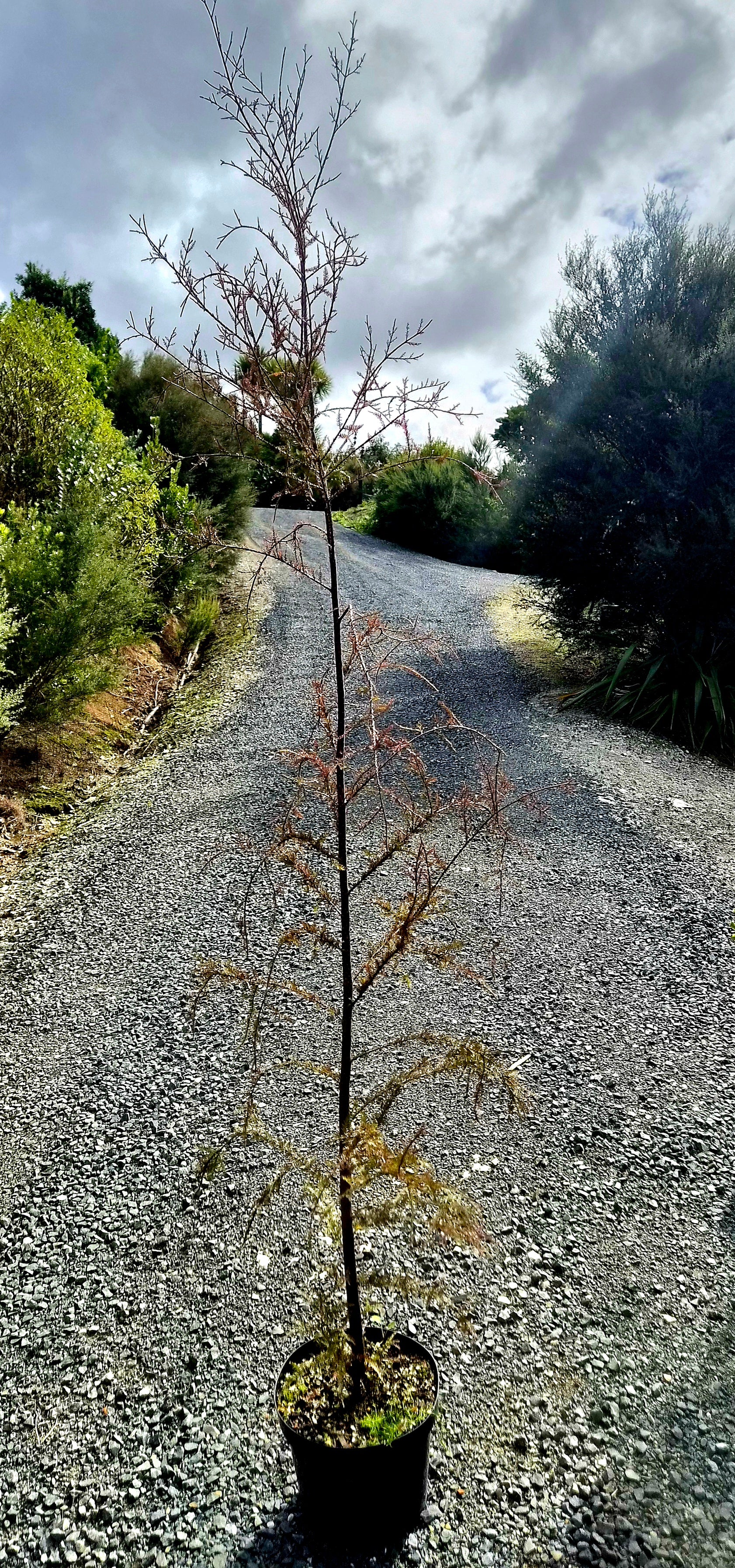 Kahikatea, Dacrycarpus dacrydiodes