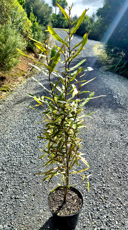 Rewarewa, Knightia excelsa