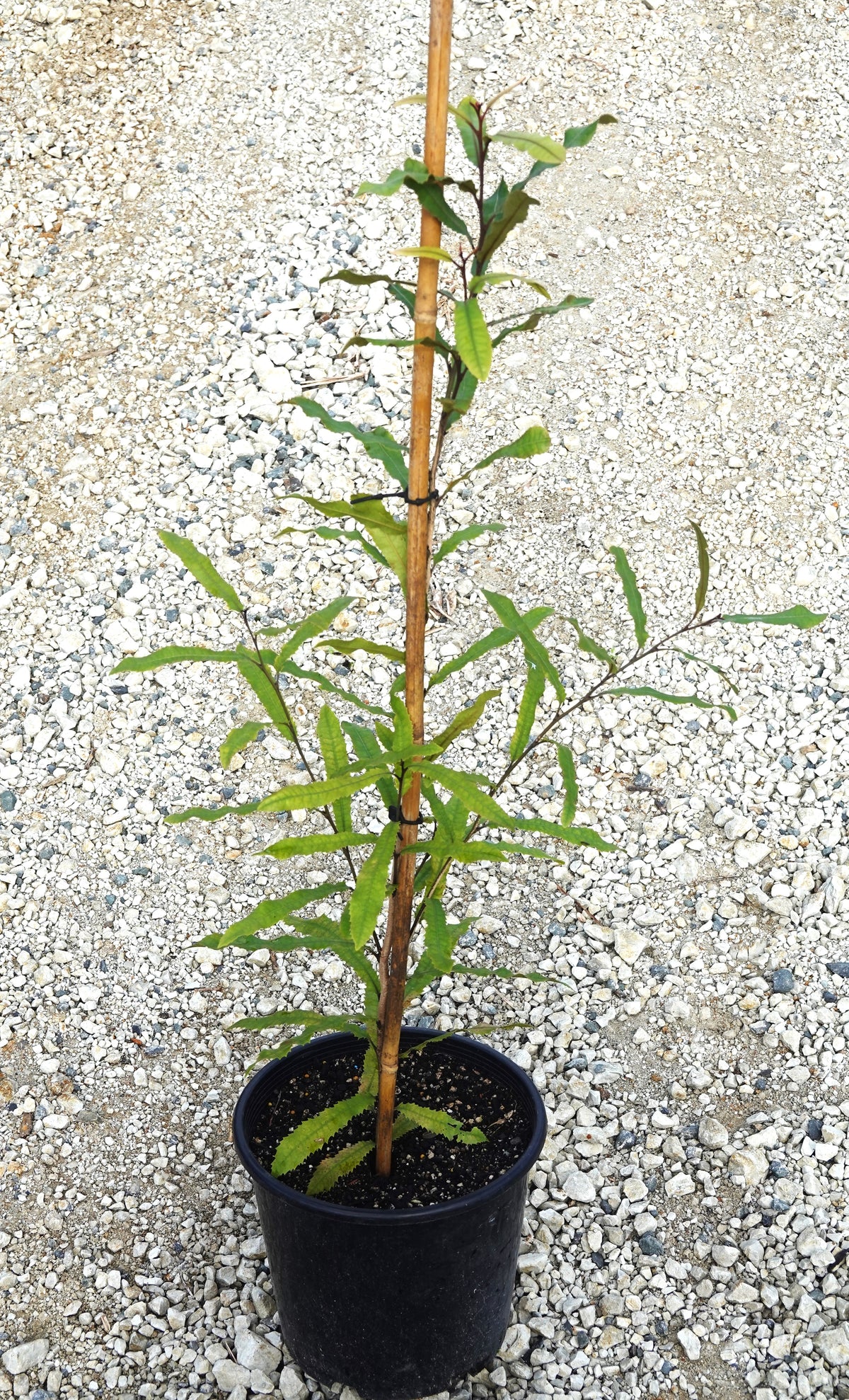 Rewarewa / Knightia excelsa – Mangawhai Natives
