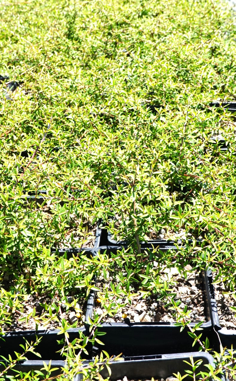 Leptospermum Mahinepua