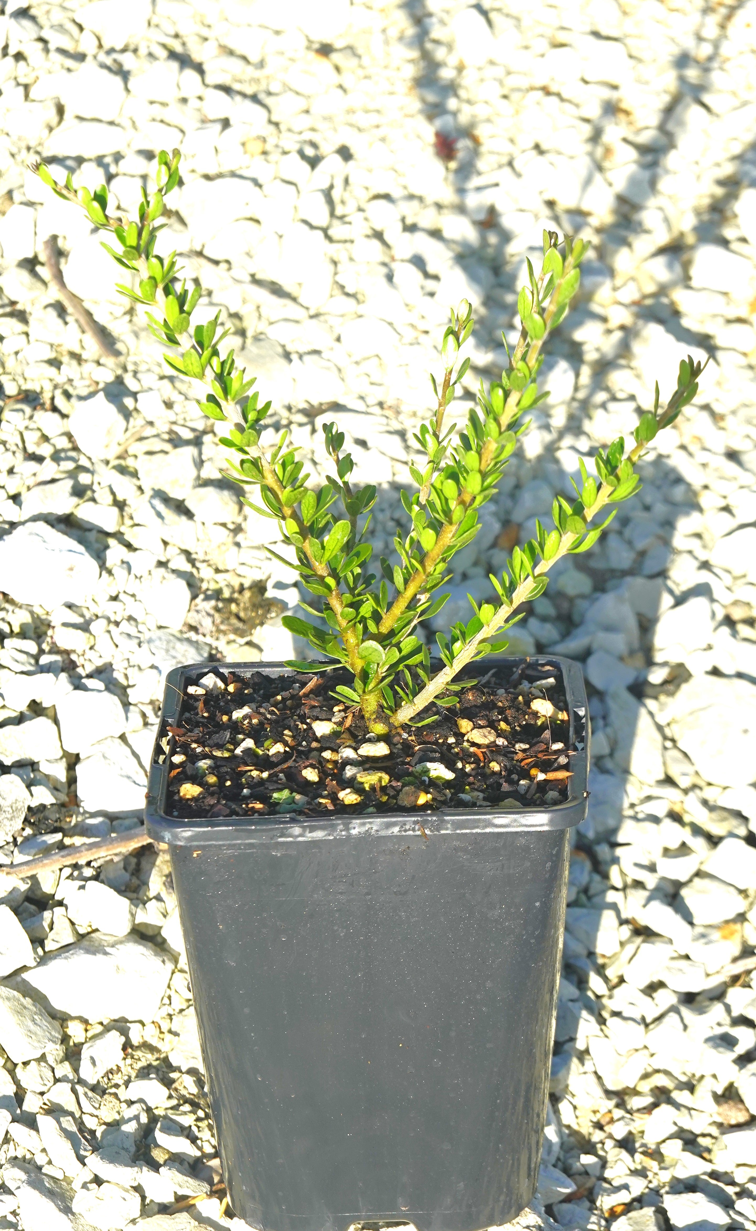 Melicytus crassifolius