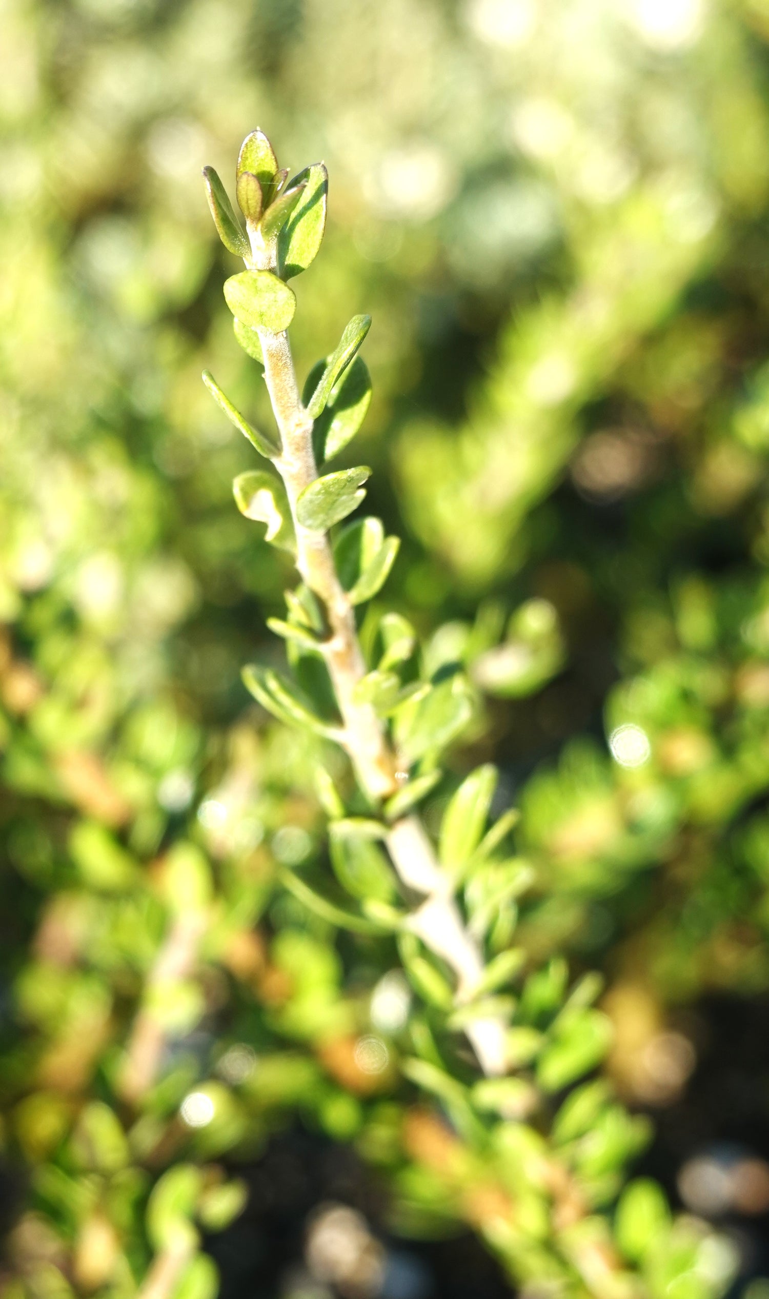 Melicytus crassifolius