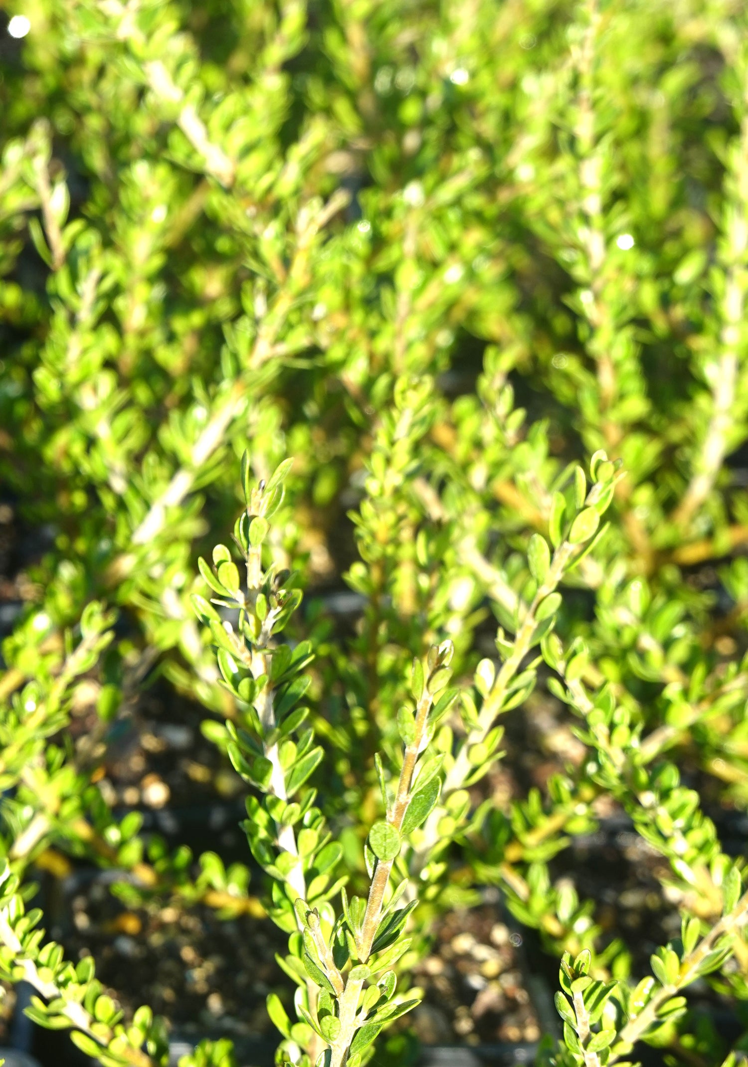 Melicytus crassifolius