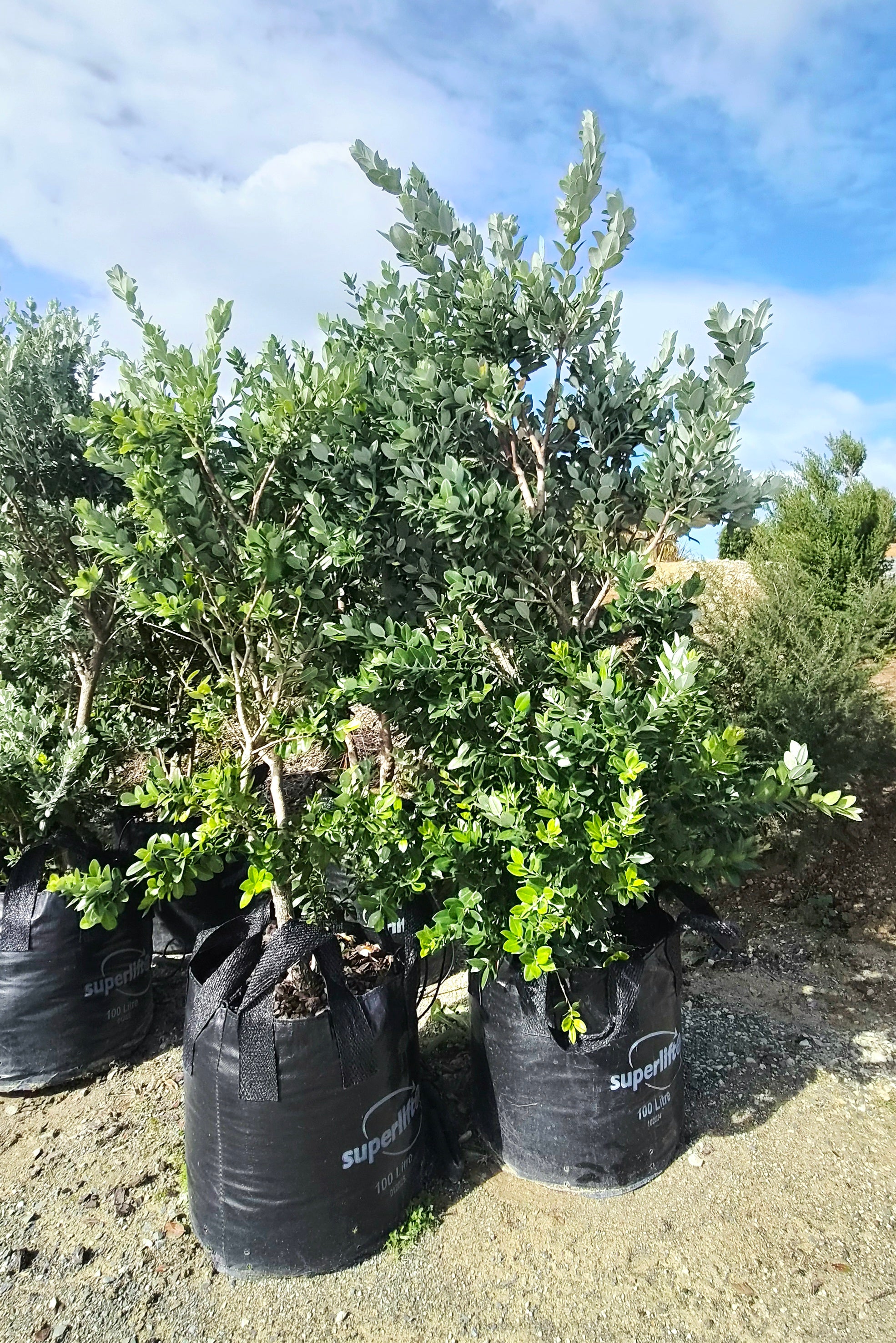 Pōhutukawa, Metrosideros excelsa