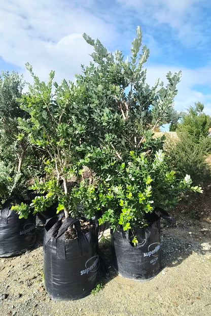Pōhutukawa, Metrosideros excelsa