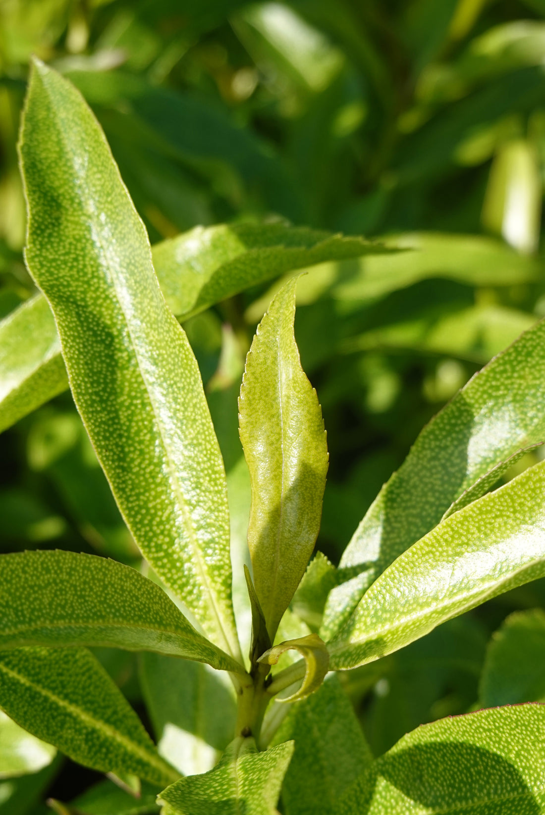 Ngaio, Myoporum laetum