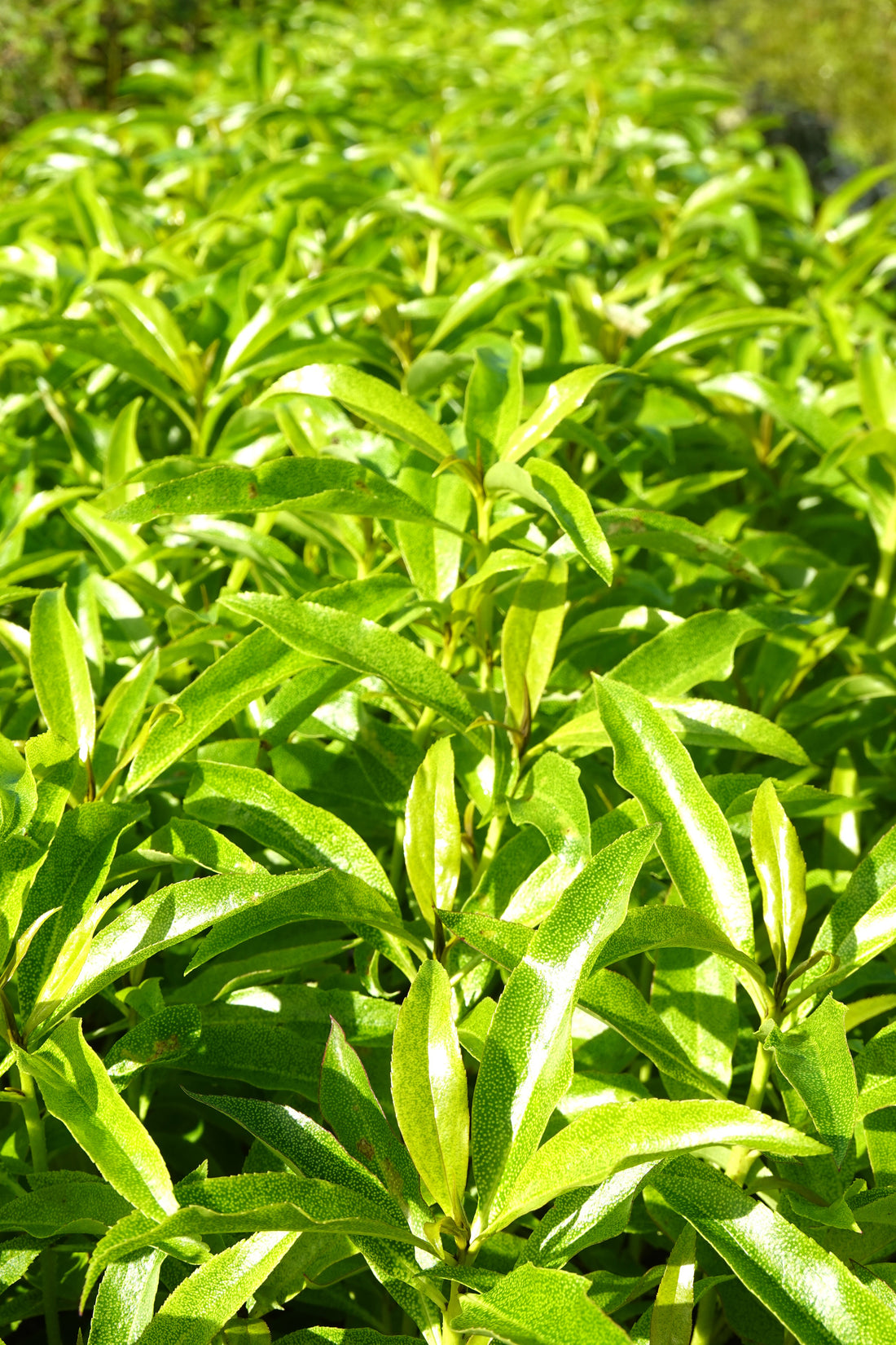 Ngaio, Myoporum laetum