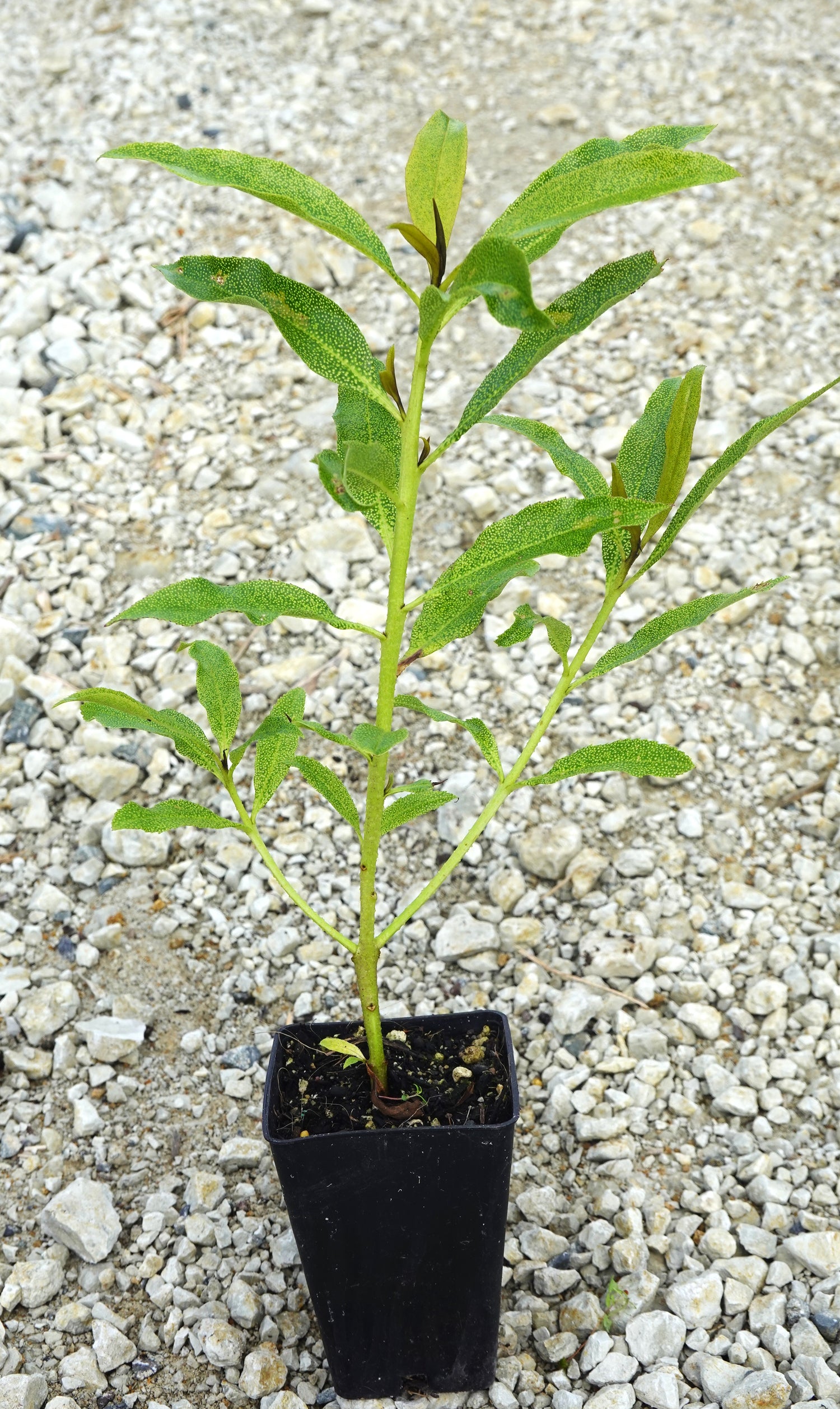 Ngaio, Myoporum laetum