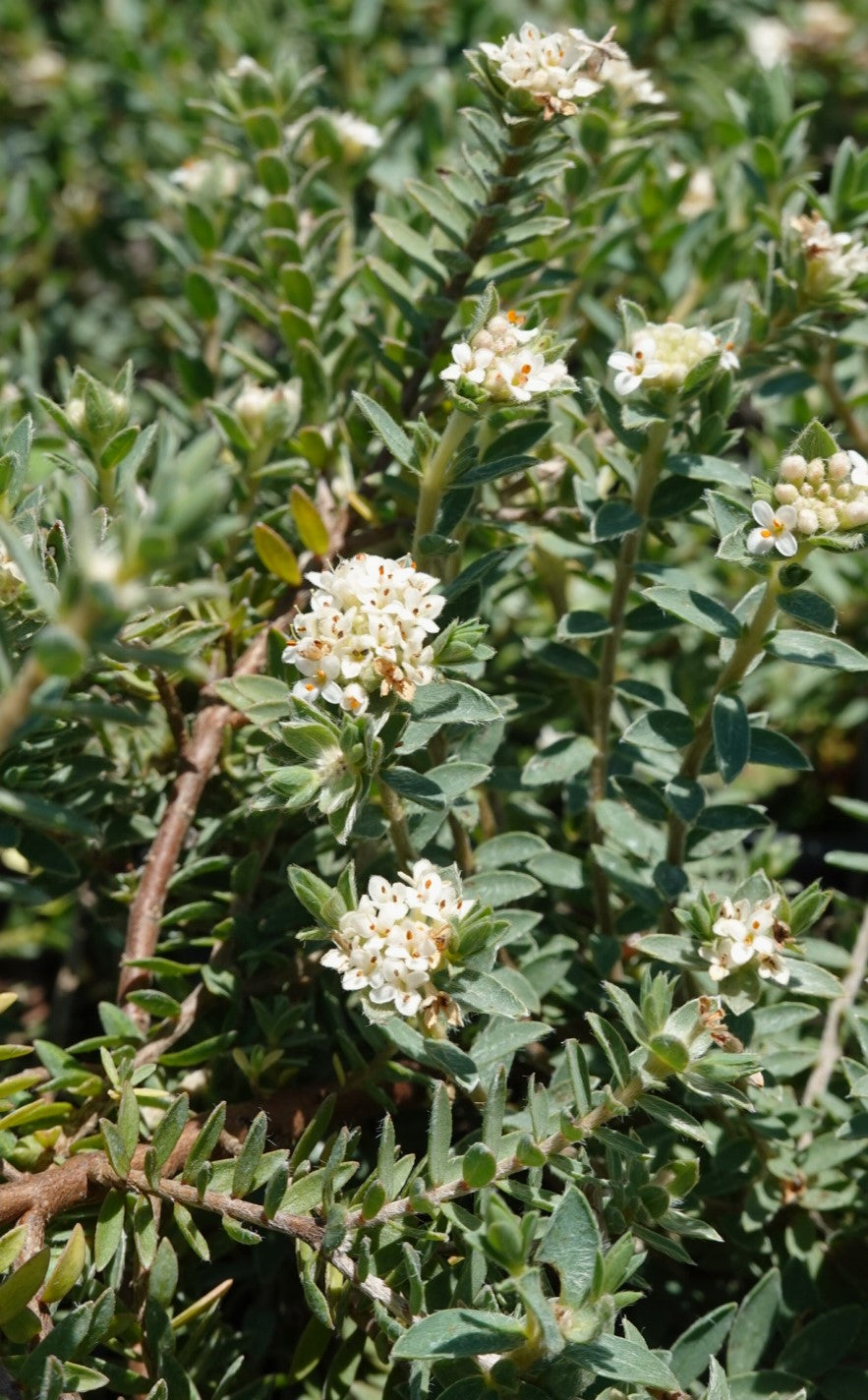 Pimelea prostrata, NZ Daphne