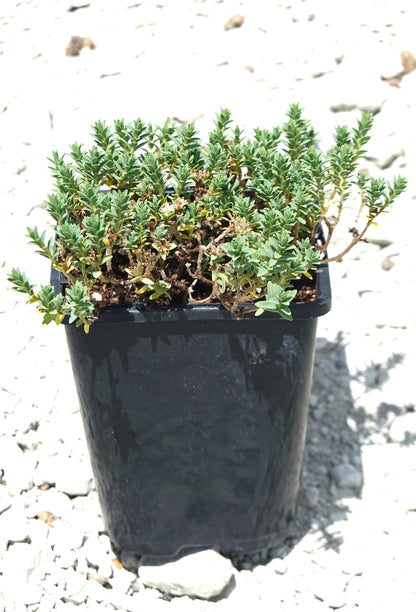 Pimelea urvilleana