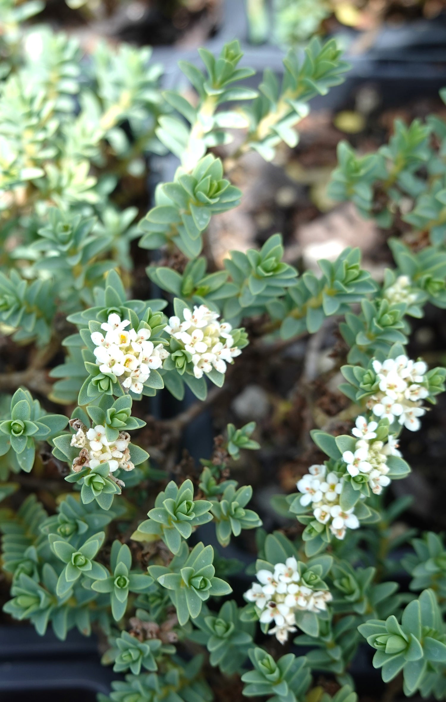 Pimelea urvilleana