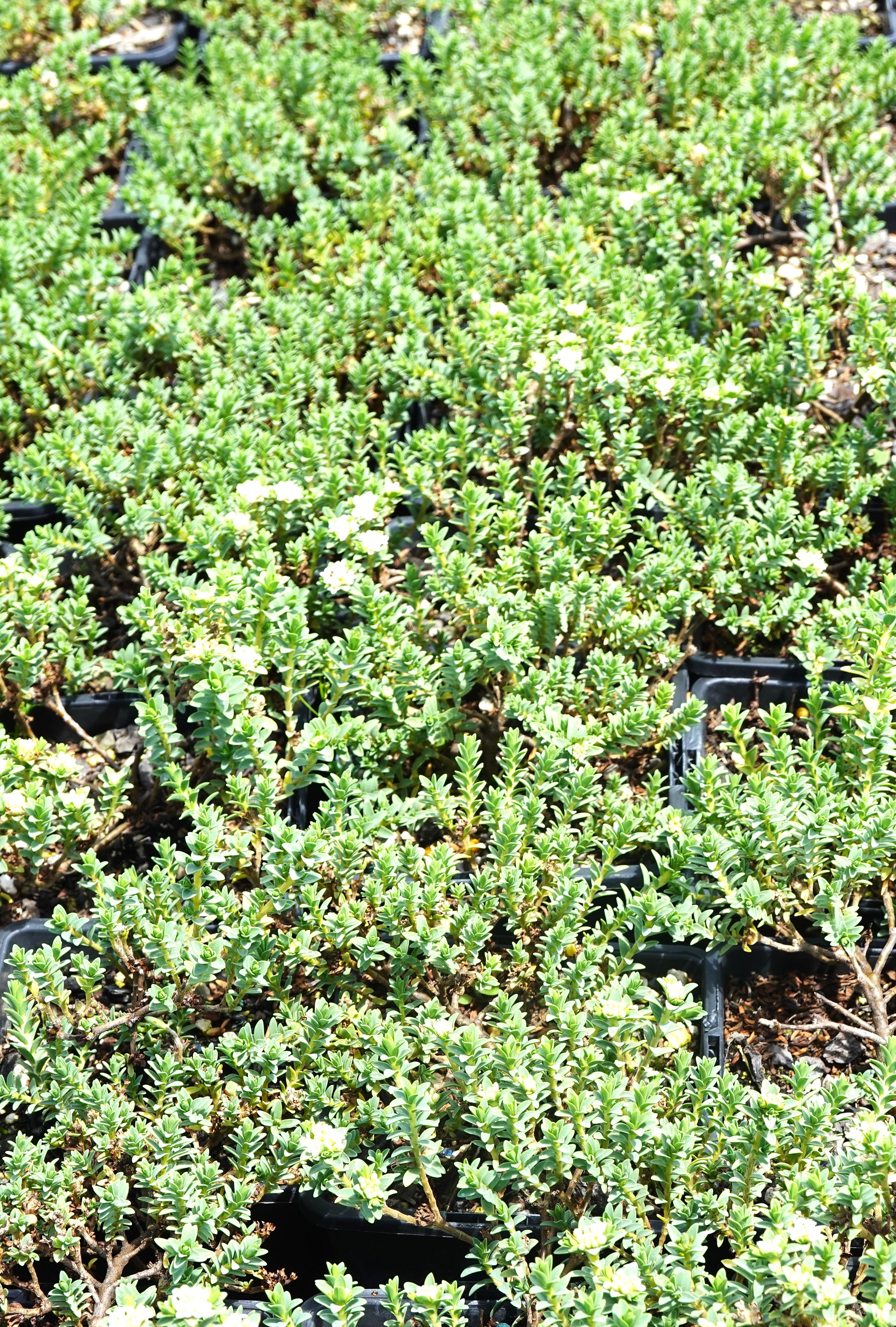 Pimelea urvilleana