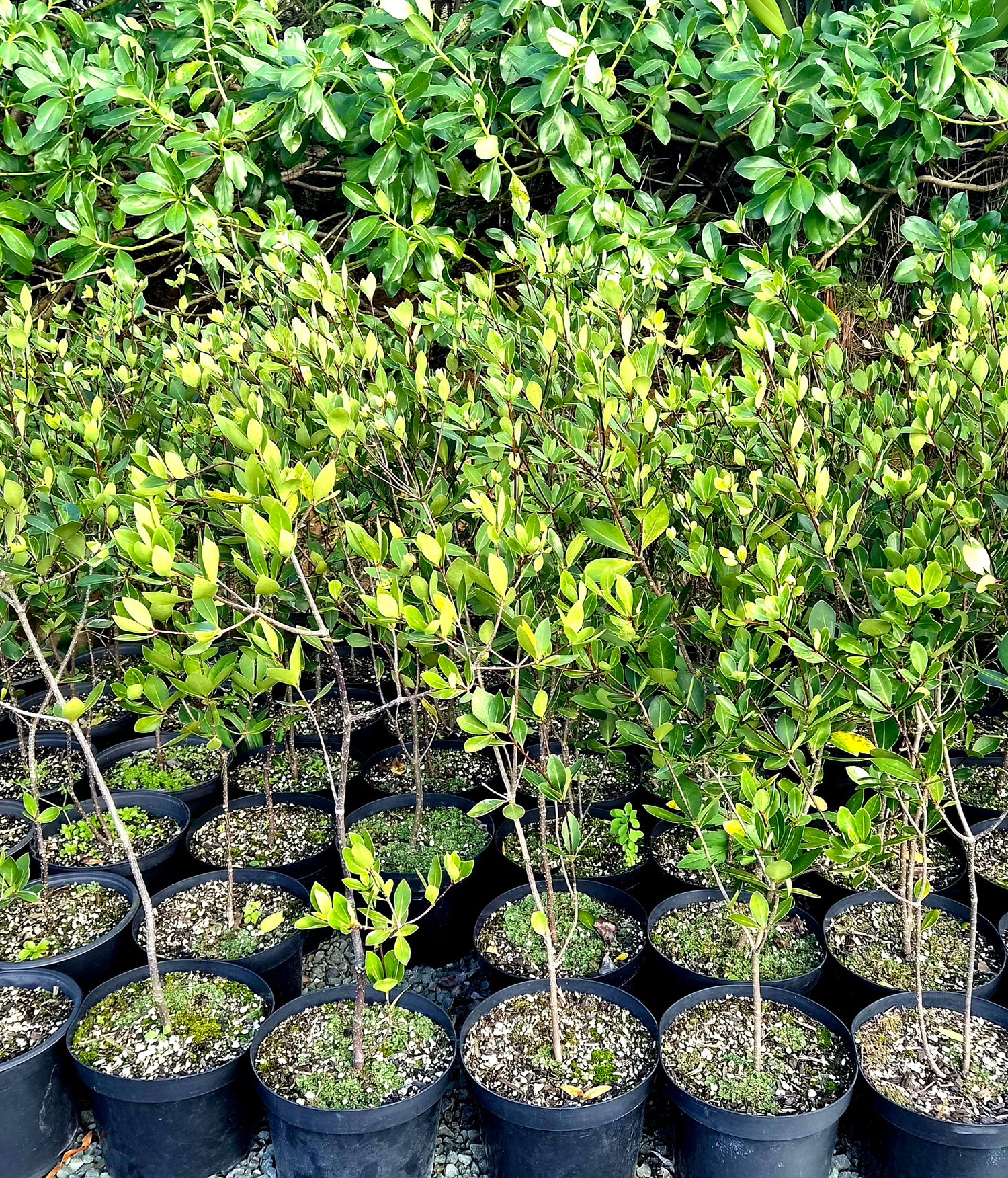 Tāwhiri Karo, Pittosporum cornifolium