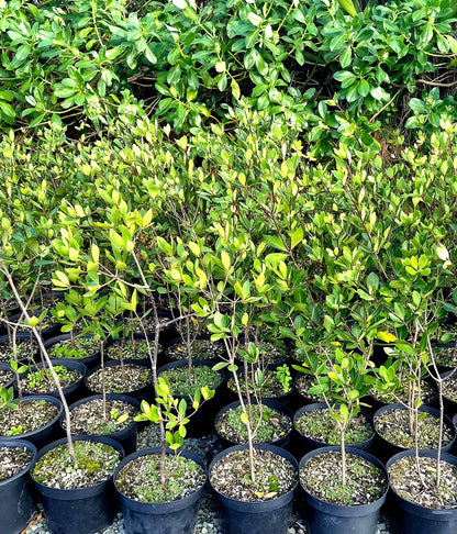 Tāwhiri Karo, Pittosporum cornifolium