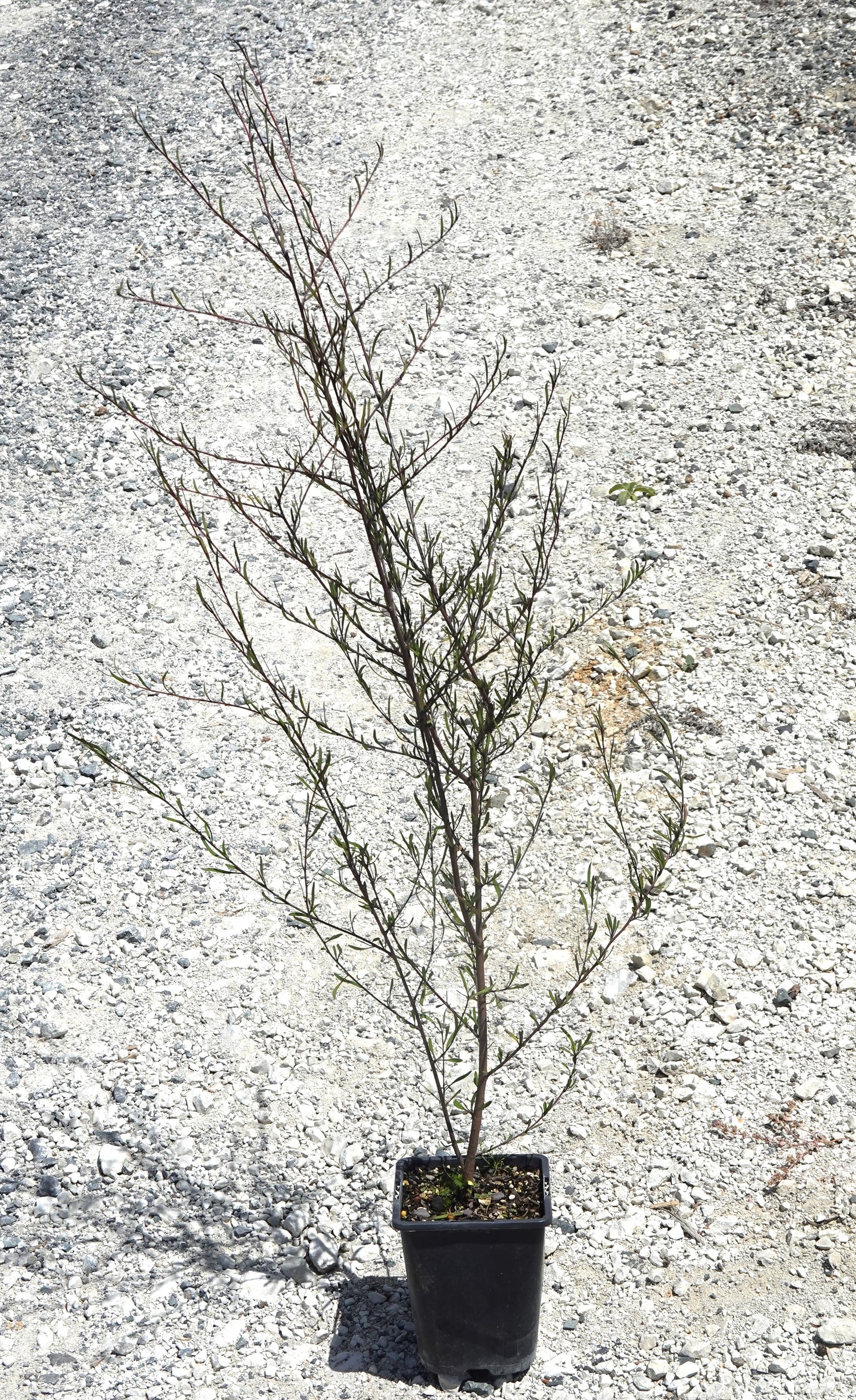 Saltmarsh Ribbonwood, Plagianthus divaricatus