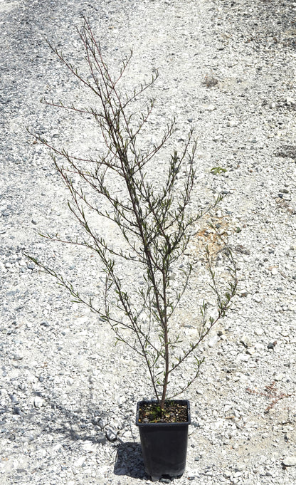 Saltmarsh Ribbonwood, Plagianthus divaricatus