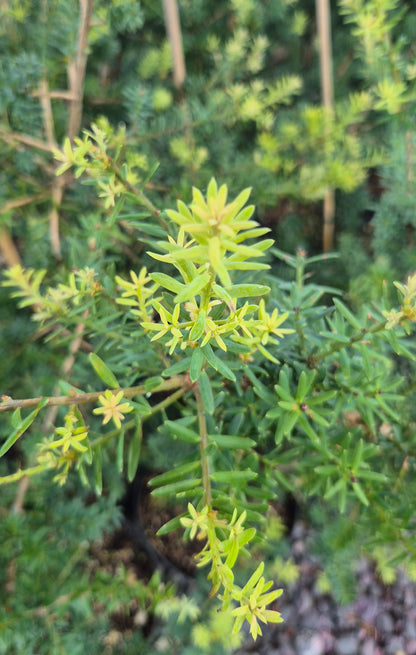 Podocarpus totara &
