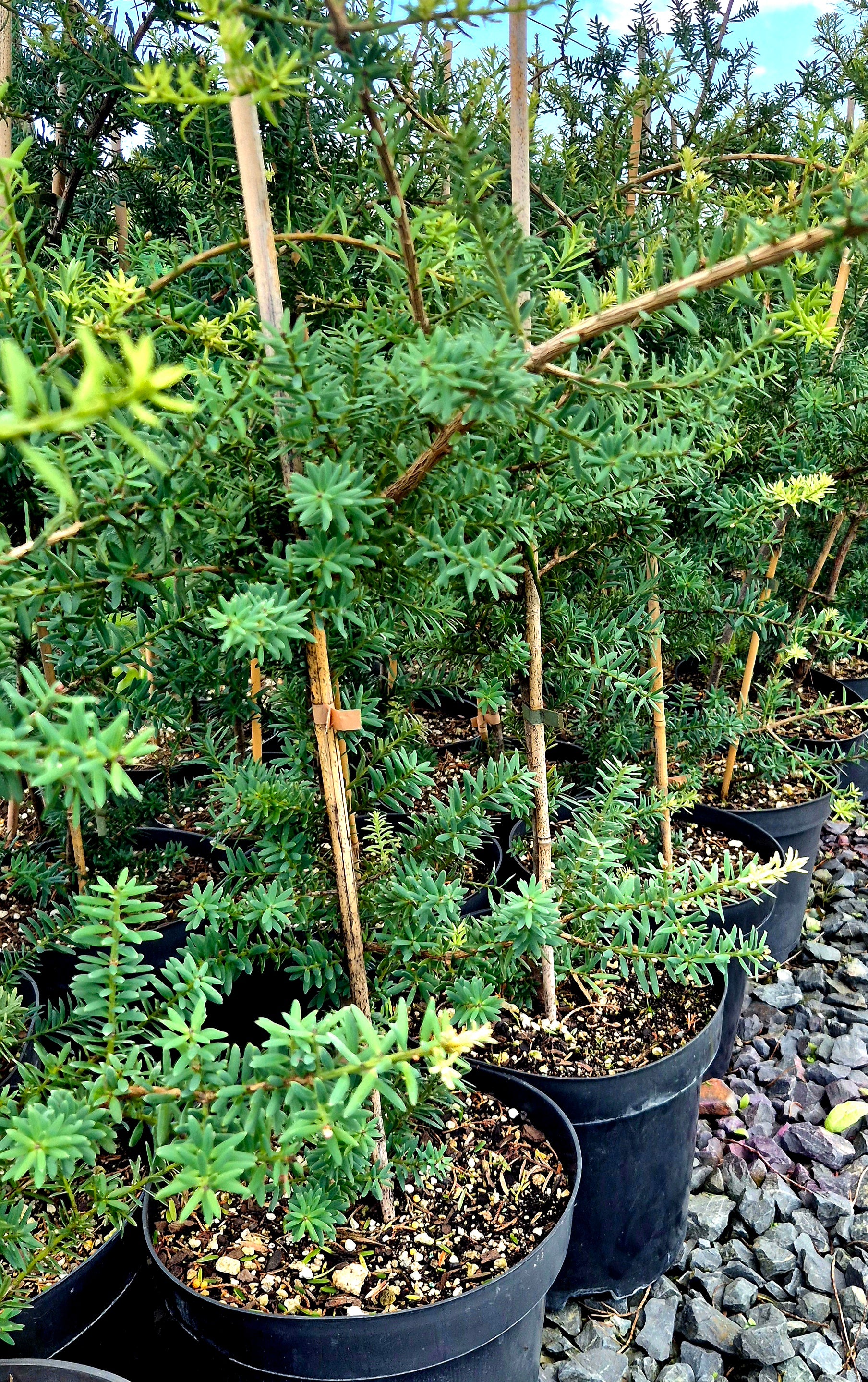 Podocarpus totara &