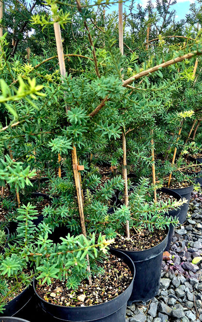 Podocarpus totara &