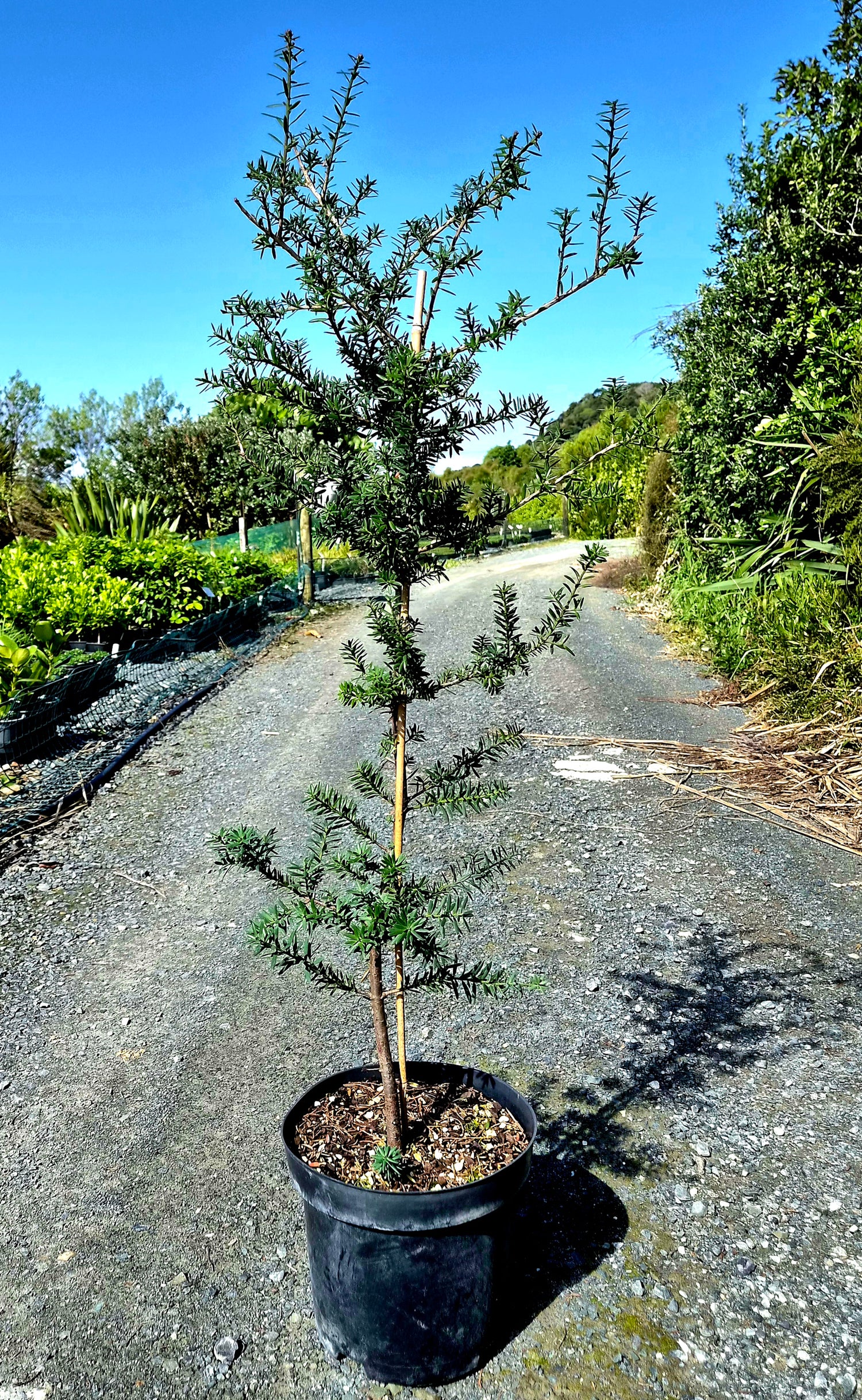 Podocarpus totara &